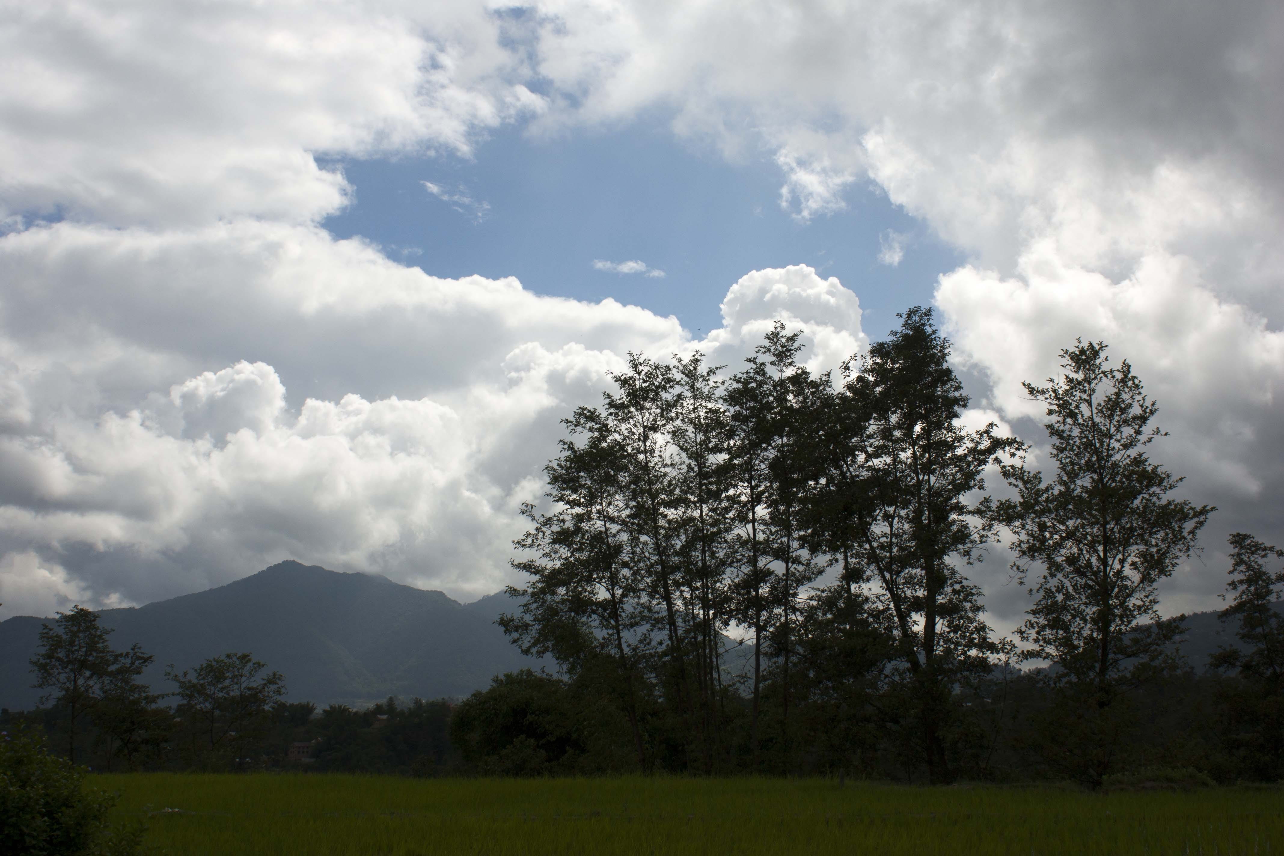 Cloudy, Trees, White, Clouds, sky, fluffy, cloudscape, plants