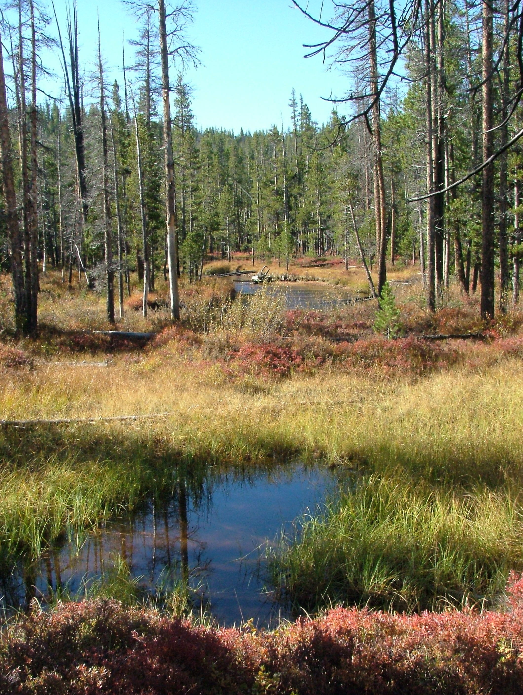 forest, stream, fall, pine, plant, tree, water, tranquility