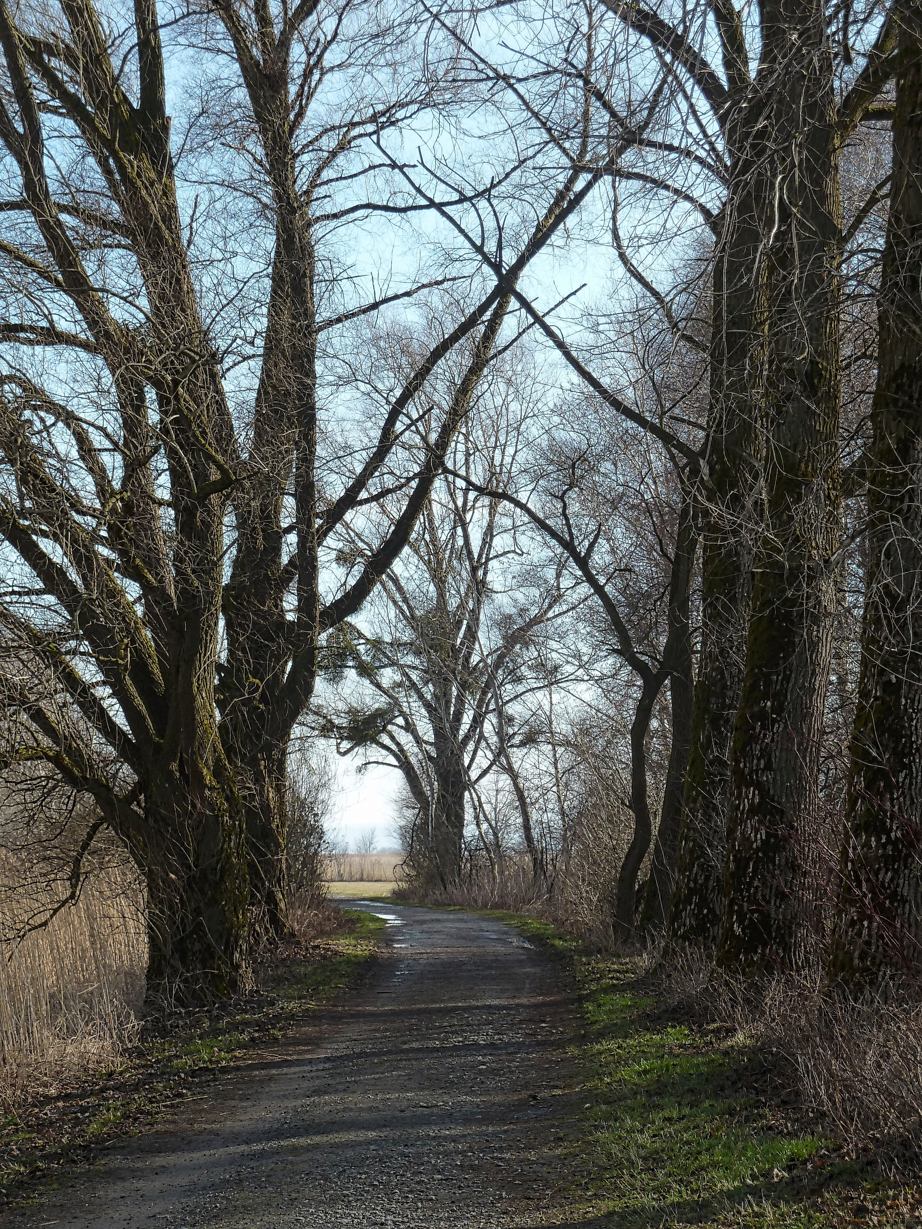 path, road, trees, perspective, pathway, direction, plant, the way forward