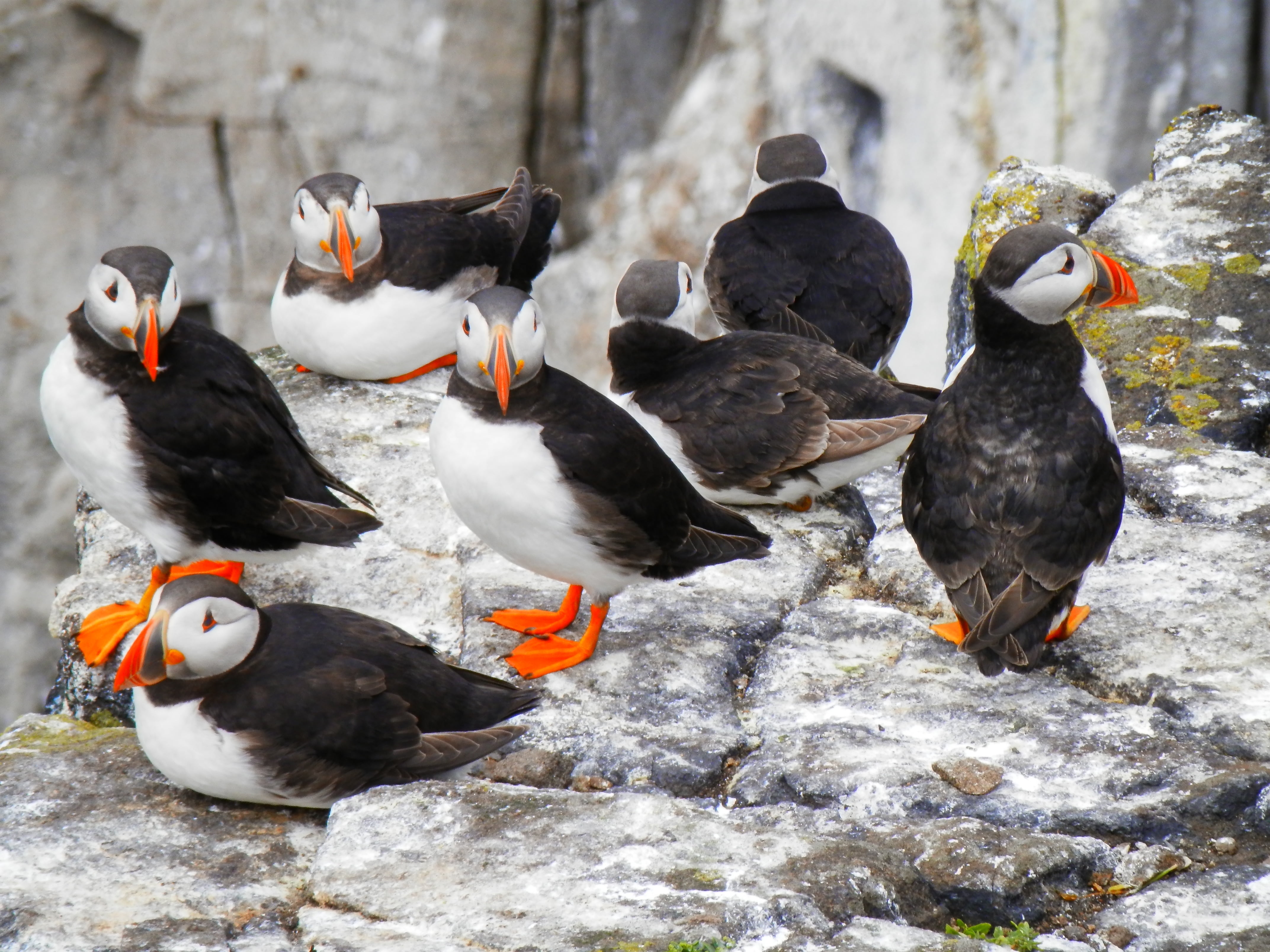 flock of puffin birds resting on rock, puffins, seabird, nature