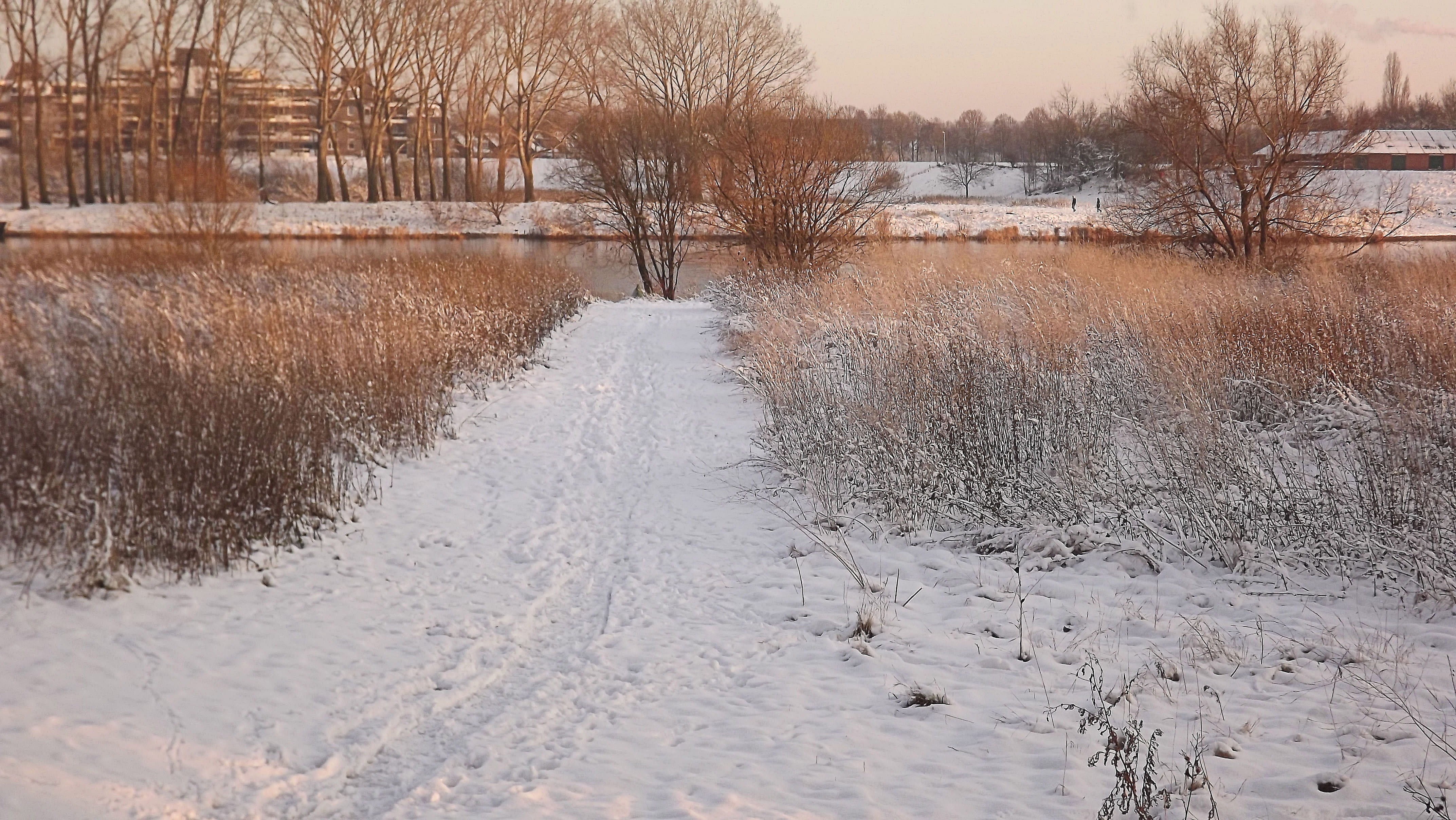 Winter, Snow, Cold, White, cold temperature, nature, bare tree