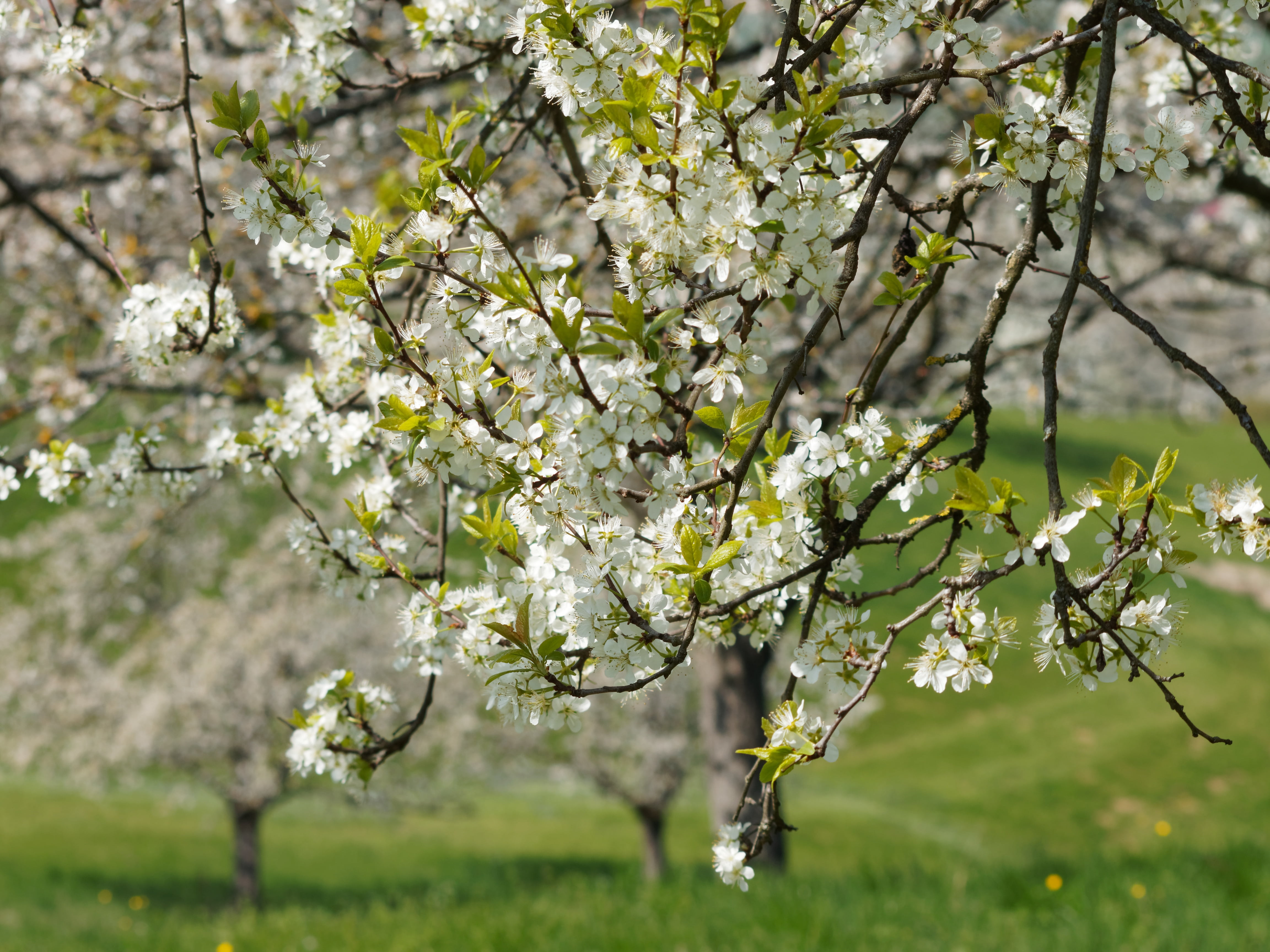nature, spring, tree, flower, field, branch, cherry, tree branches