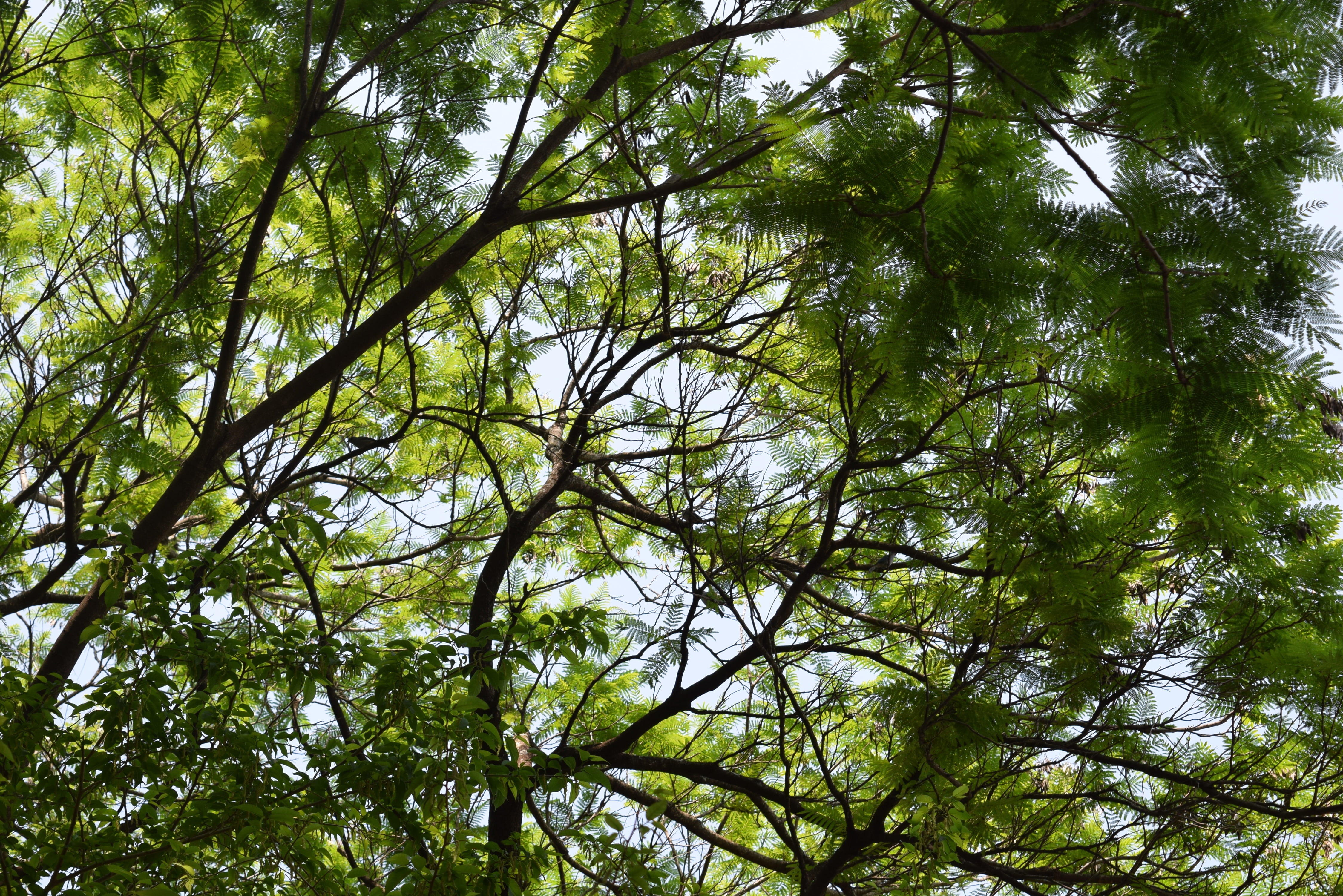 tree, branches, leaf, sky, nature, trees, high, spring, afternoon