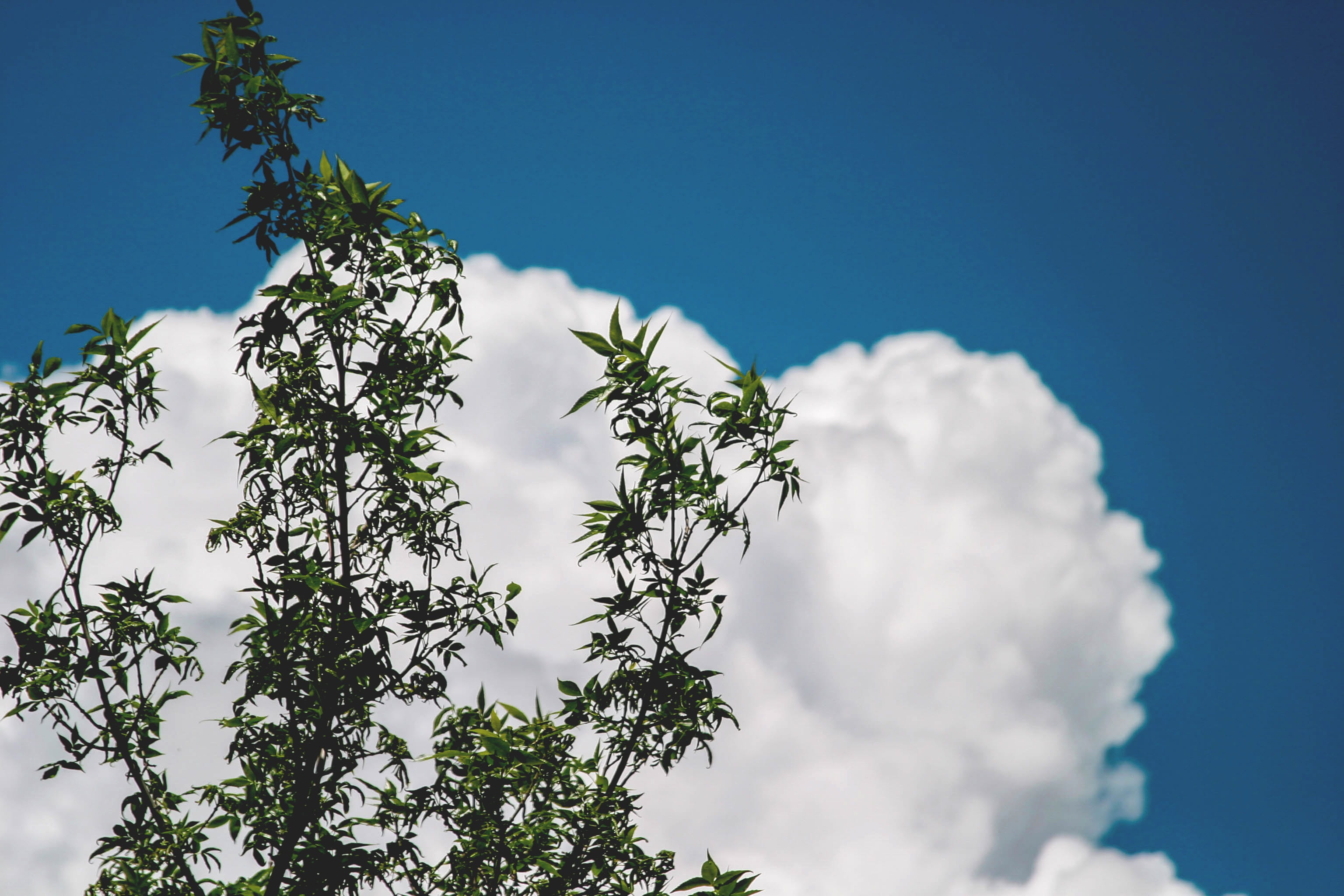 trees, branches, clouds, blue, sky, nature, plant, cloud - sky