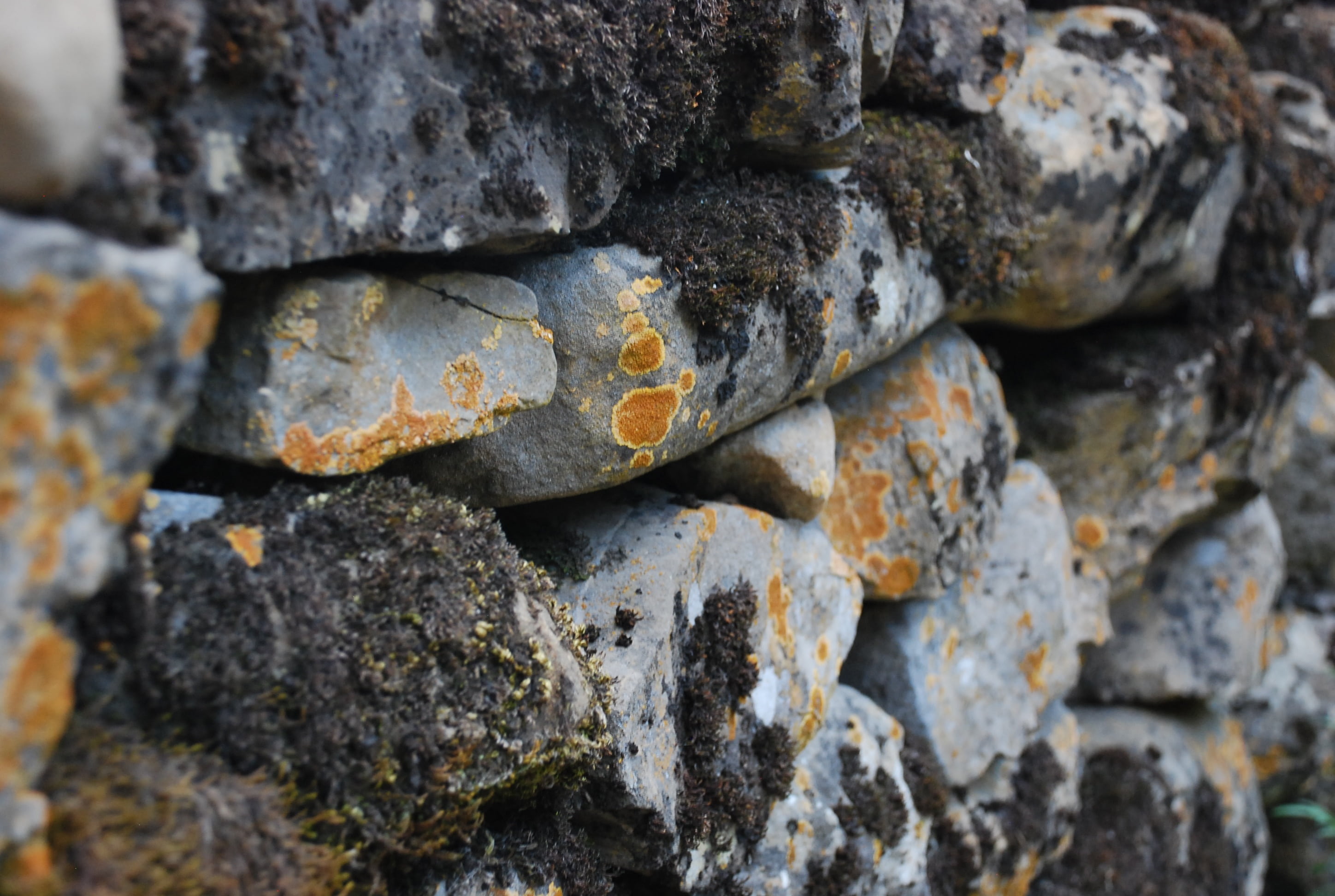 wall, pyrenees, moss, lichen, rocks, path, backgrounds, pattern