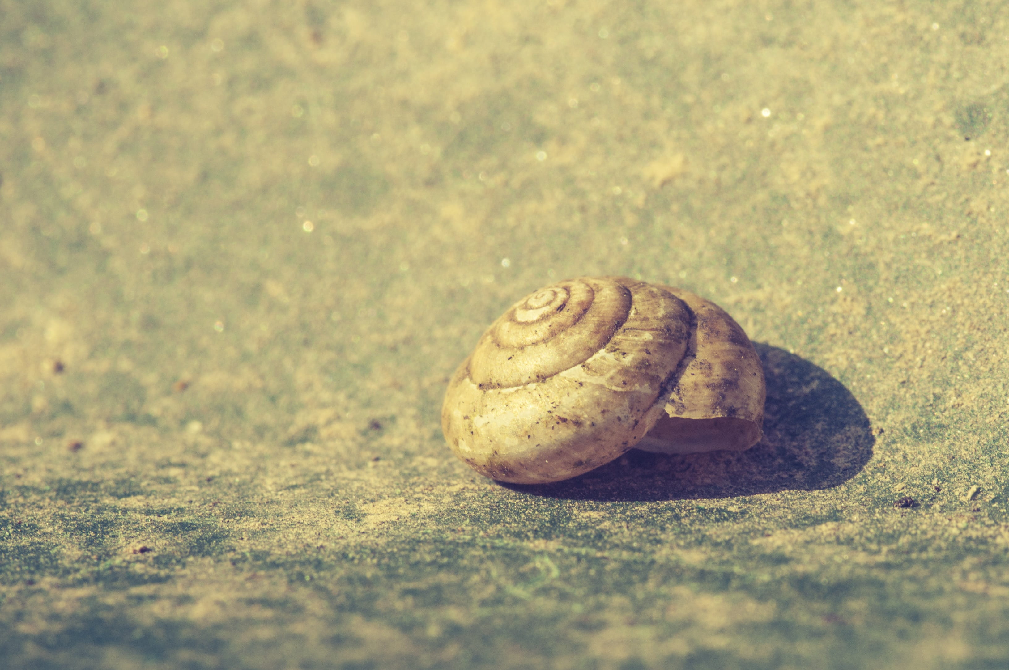 Shell, Broken, Empty, Close, leave, nature, damaged, snail