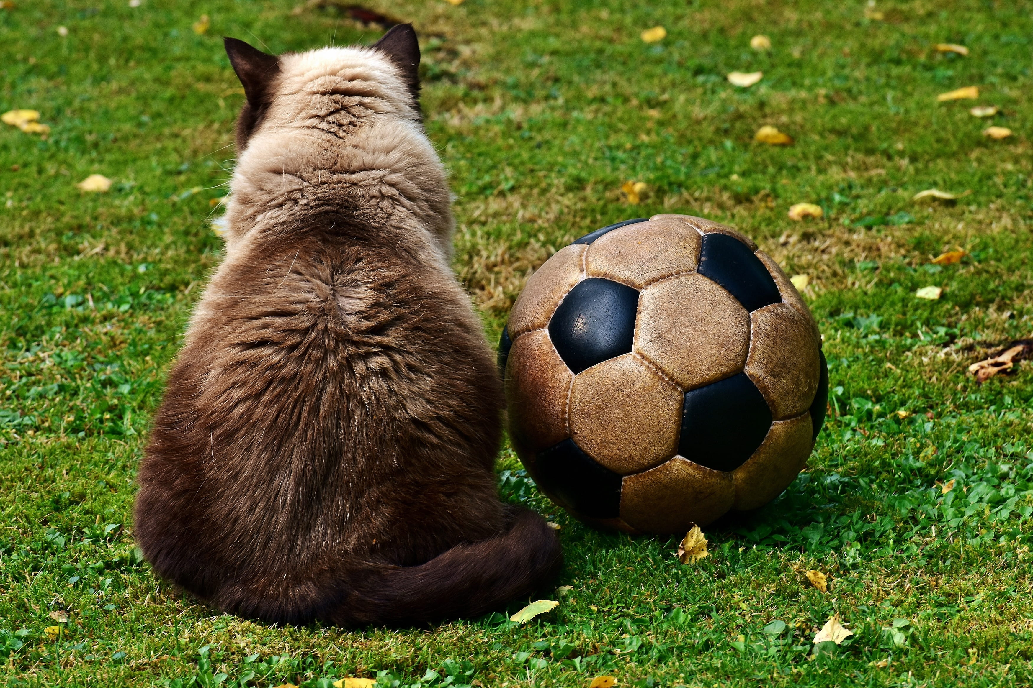 Siamese cat beside soccer ball on green grass, Football, Meadow