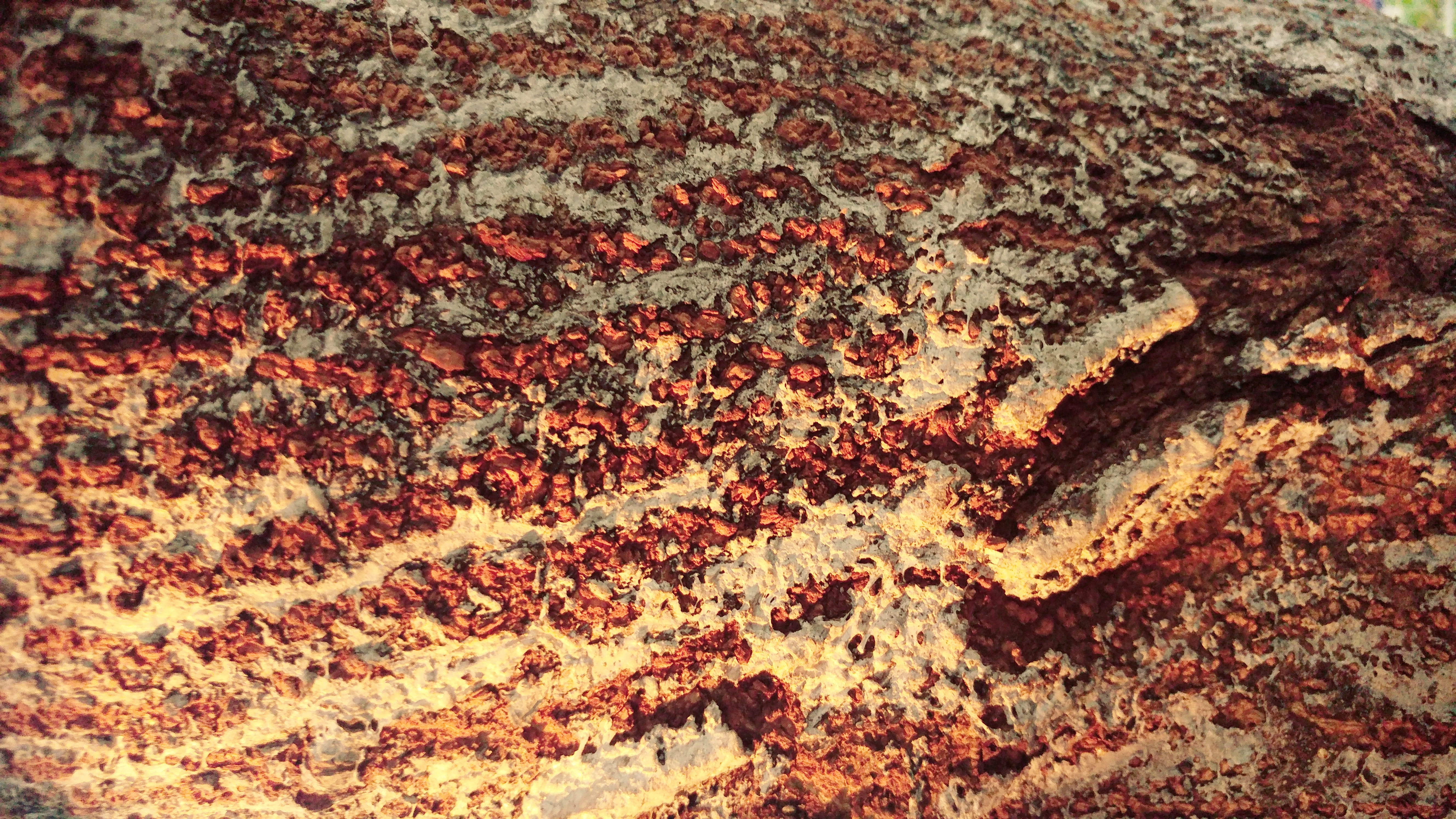 bark, tree, pattern, wood, texture, abstract, wallpaper, surface