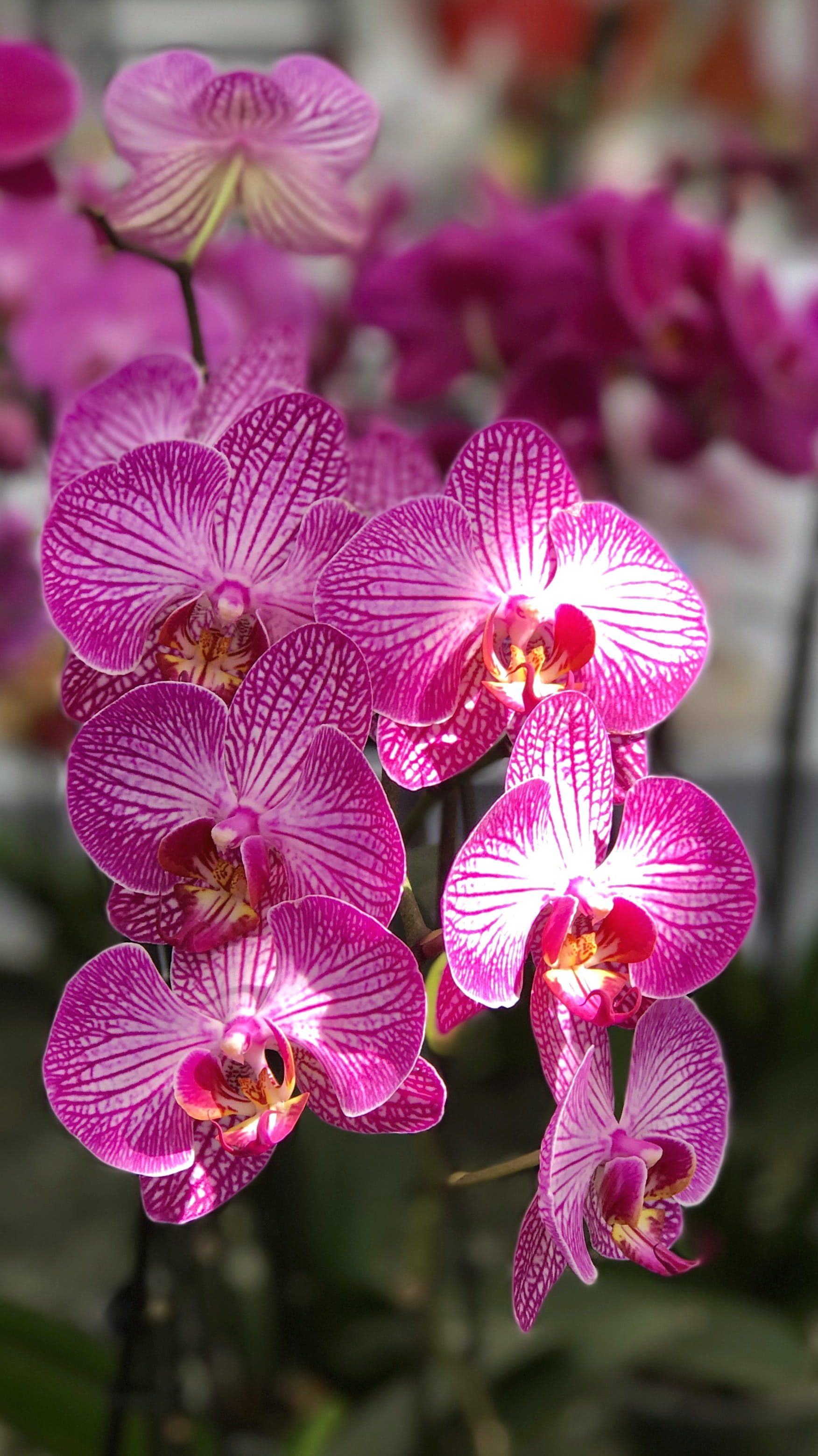 orchid, flower, iphone, orchids, exotic, violet, flora, nature