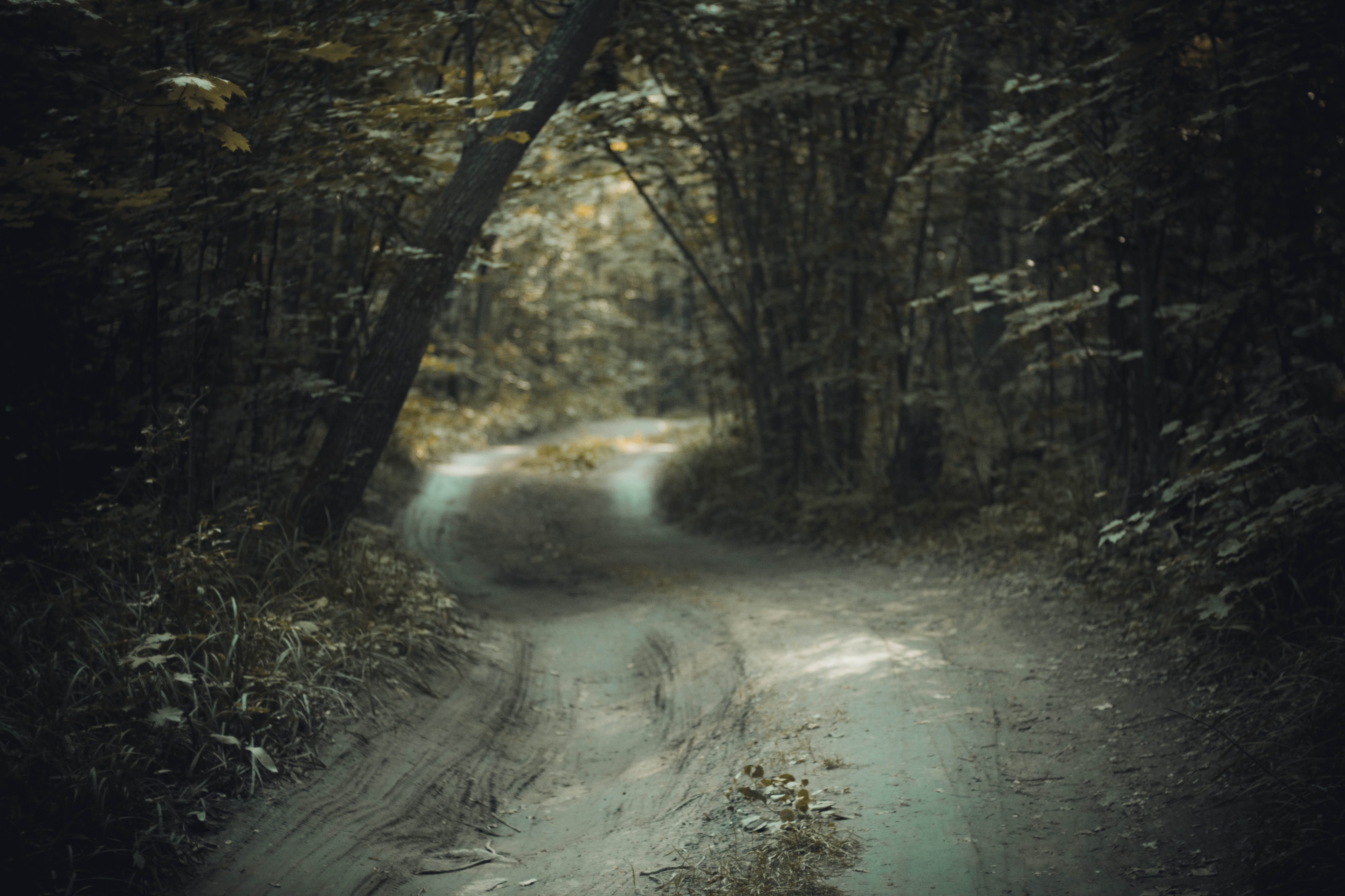 empty dirt road between green leaf trees at daytime, forest, path
