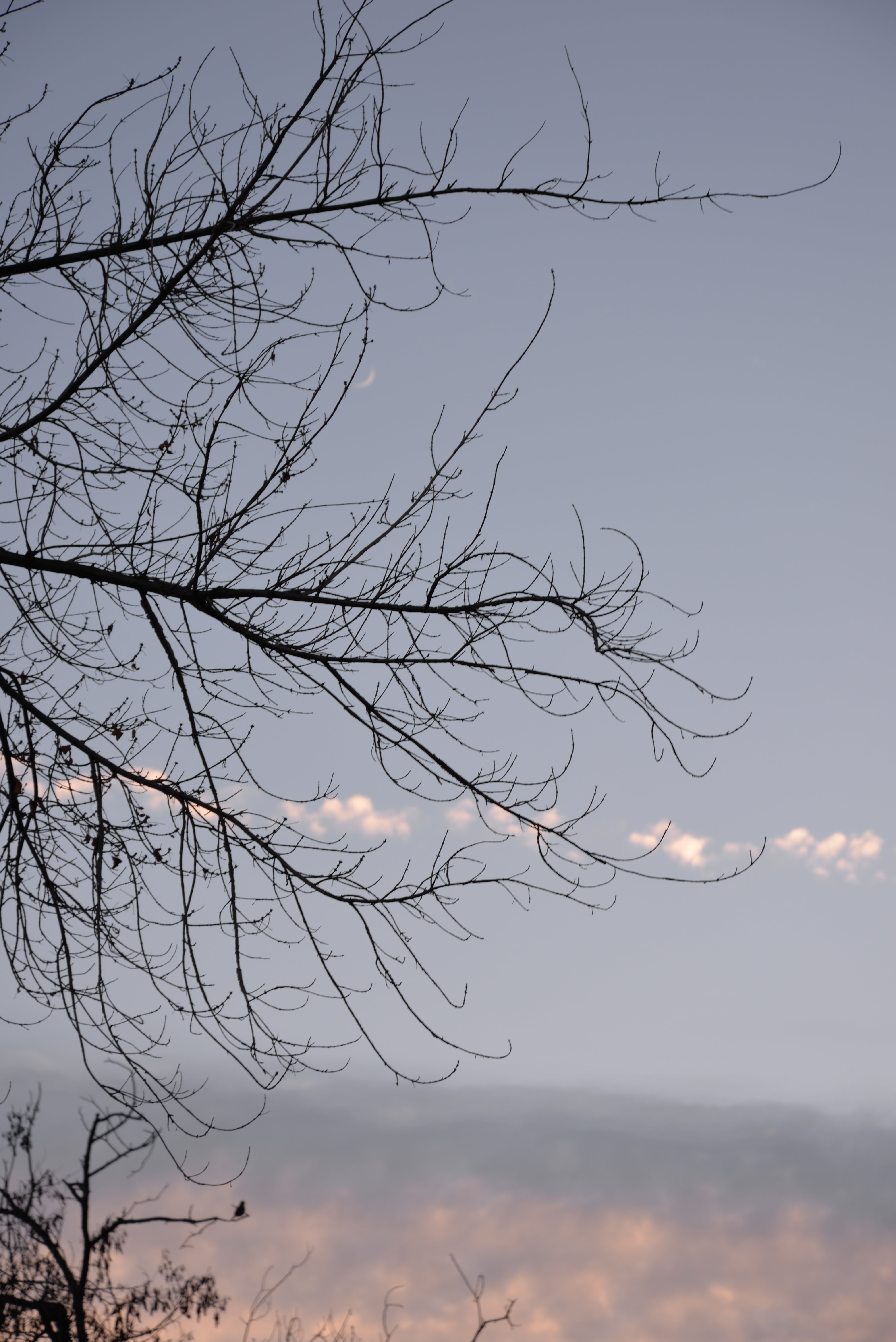 branches, sky, clouds, sunset, new moon, tree, landscape, winter