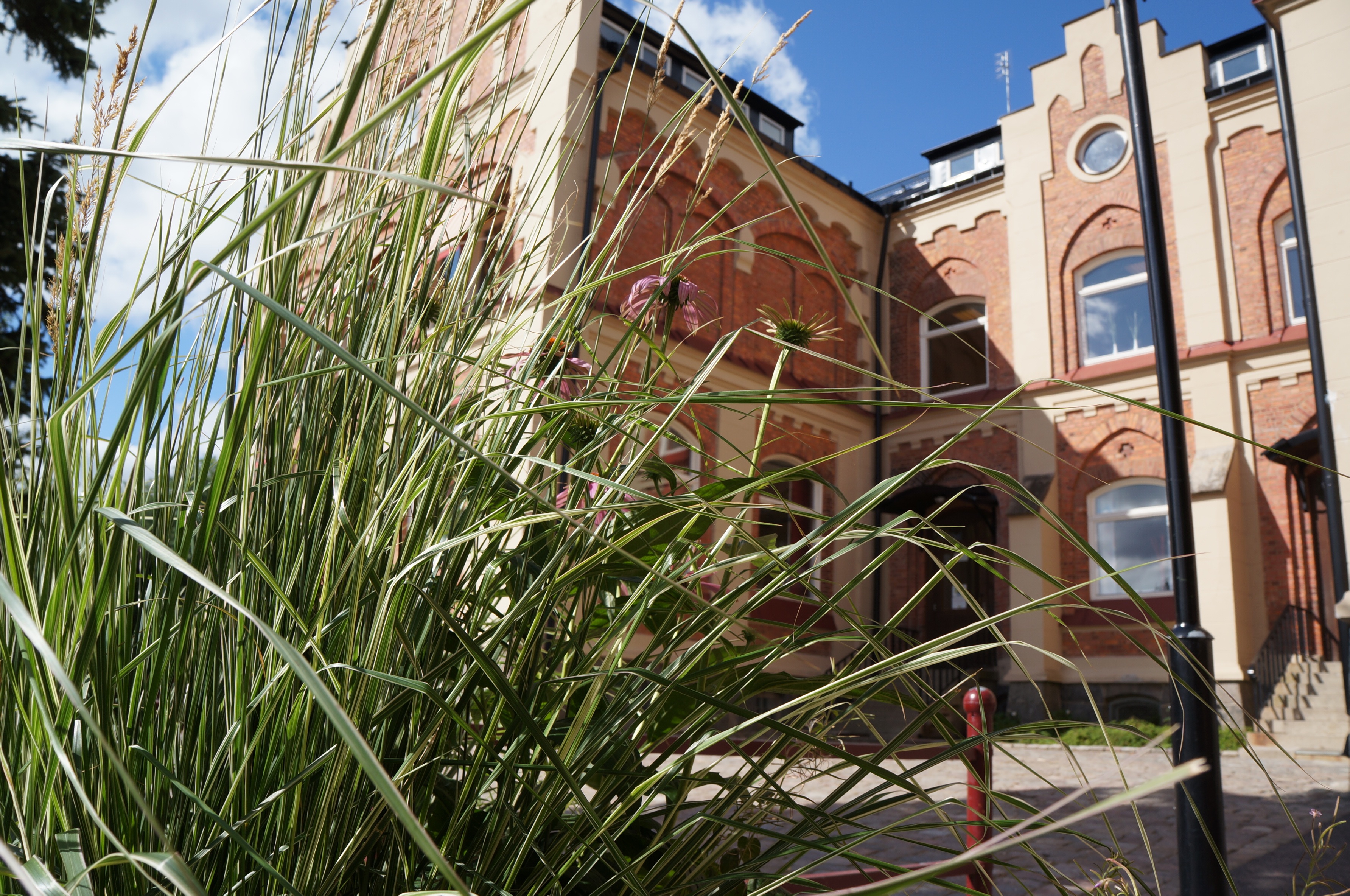 school, spring, grass, building exterior, architecture, built structure