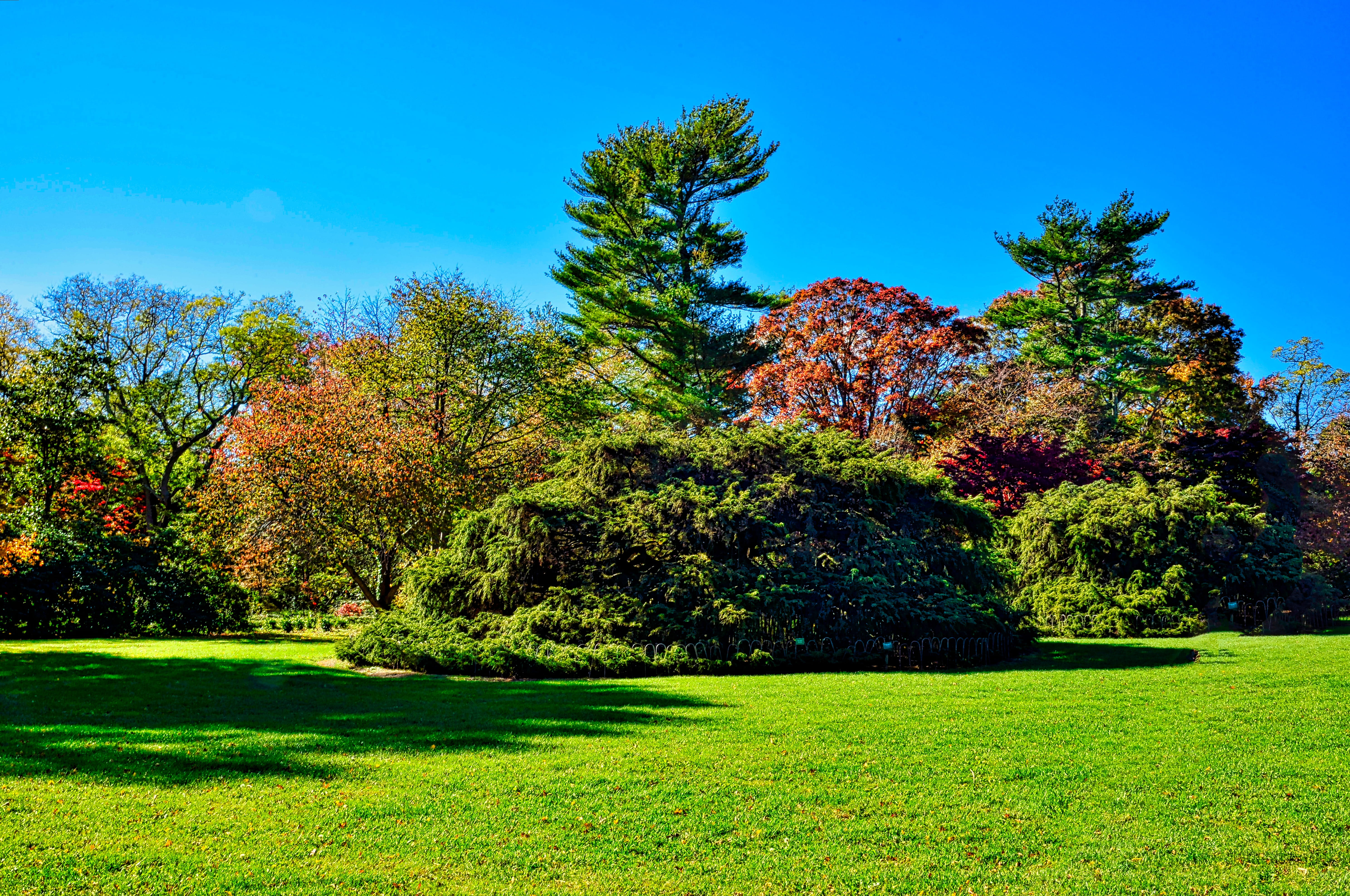 planting fields, tree, fall, nature, landscape, lawn, grass