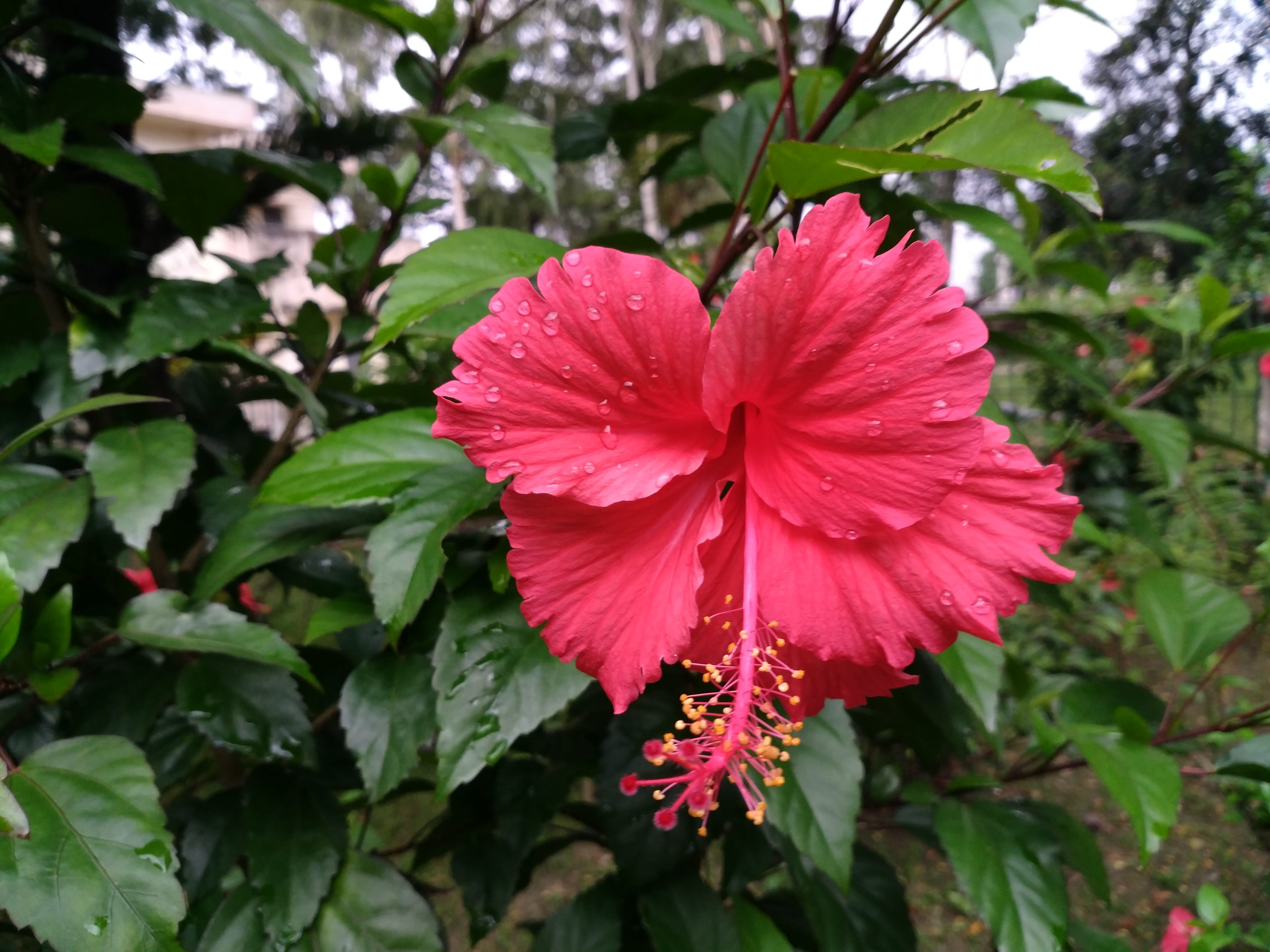 hibiscus rosa sinensis, china rose, red flower, hawaiian hibiscus