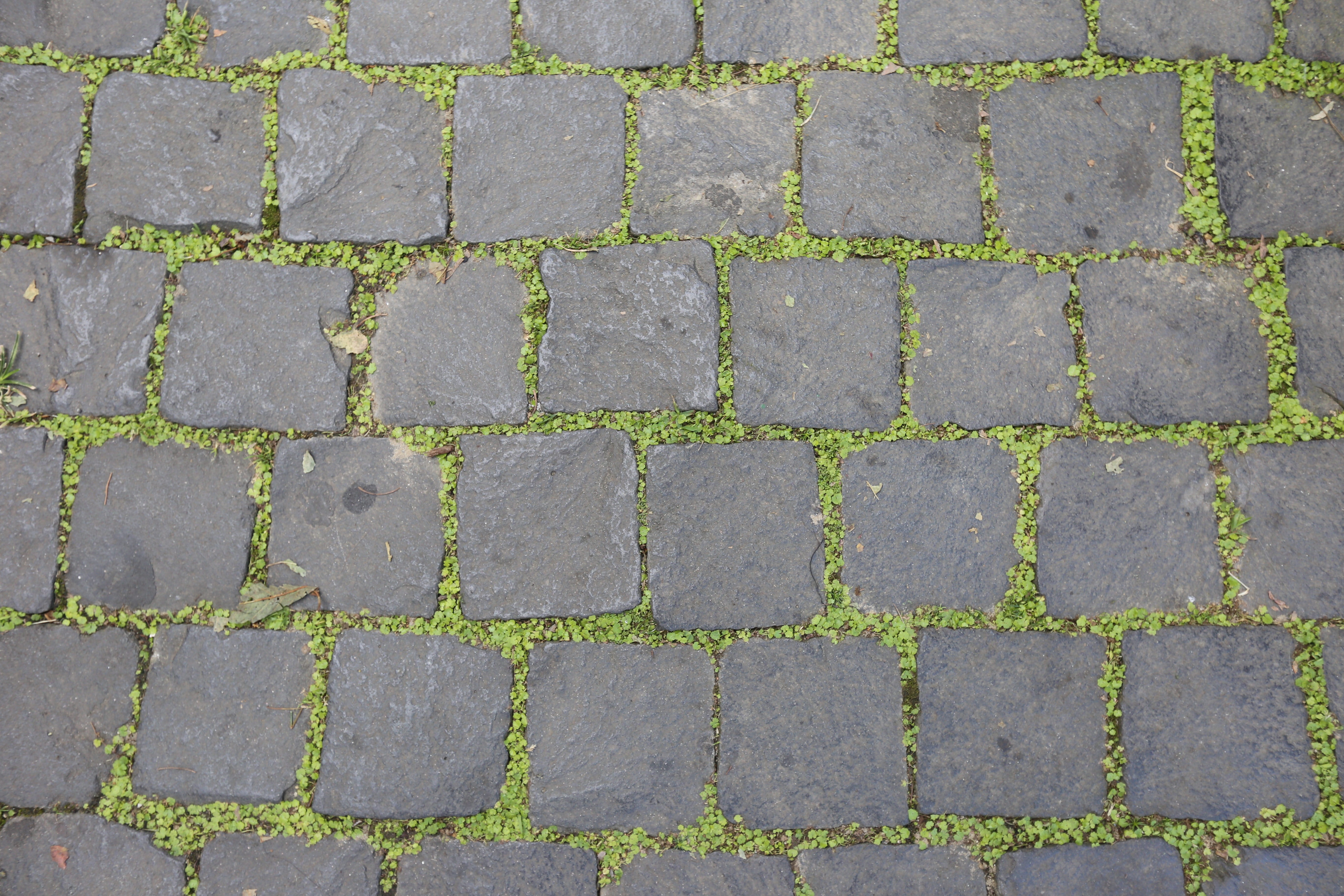 floor, blocks, moss, pattern, footpath, full frame, paving stone