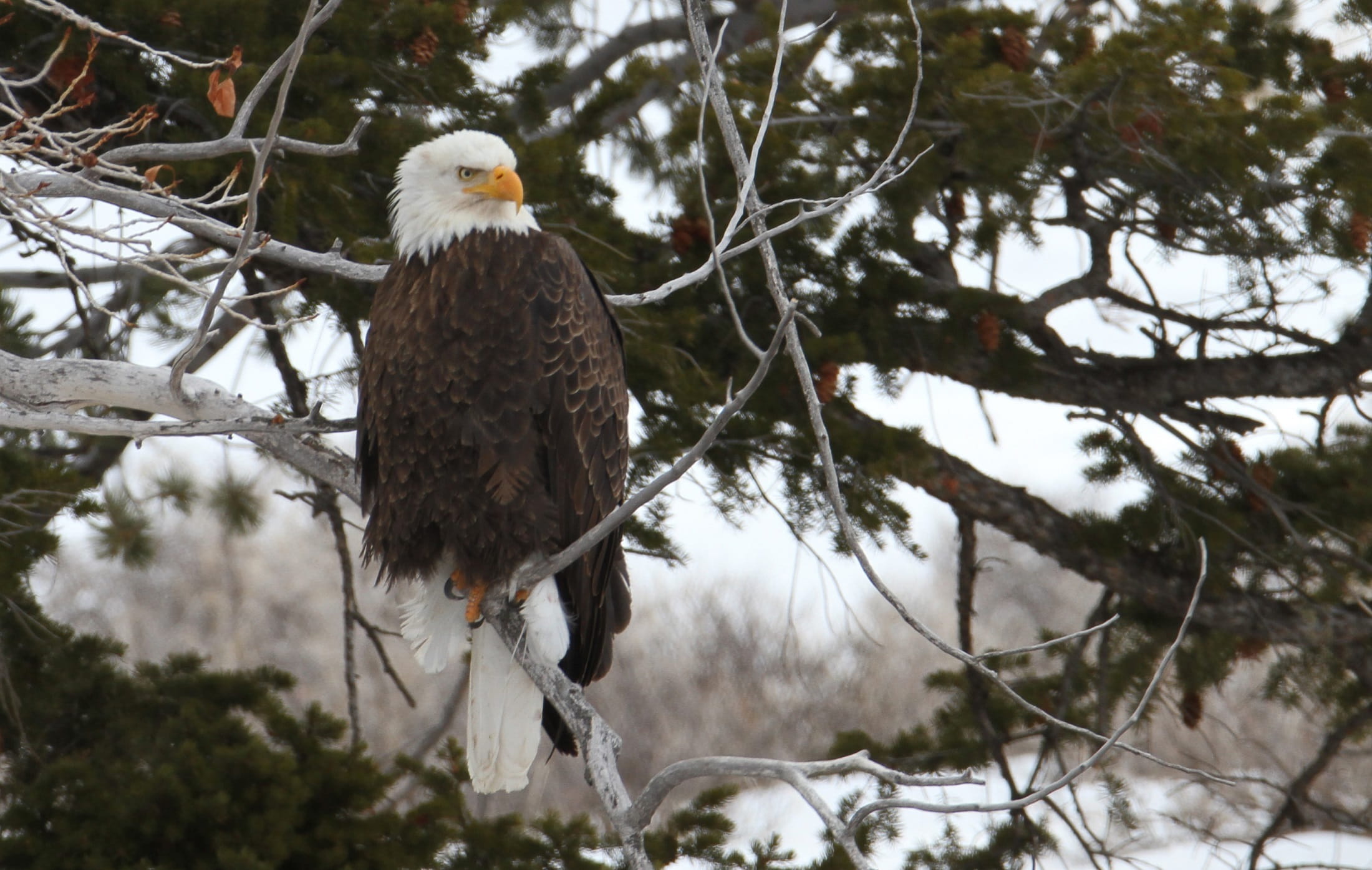 Bald Eagle, Raptor, perched, bird, nature, tree, branches, wild