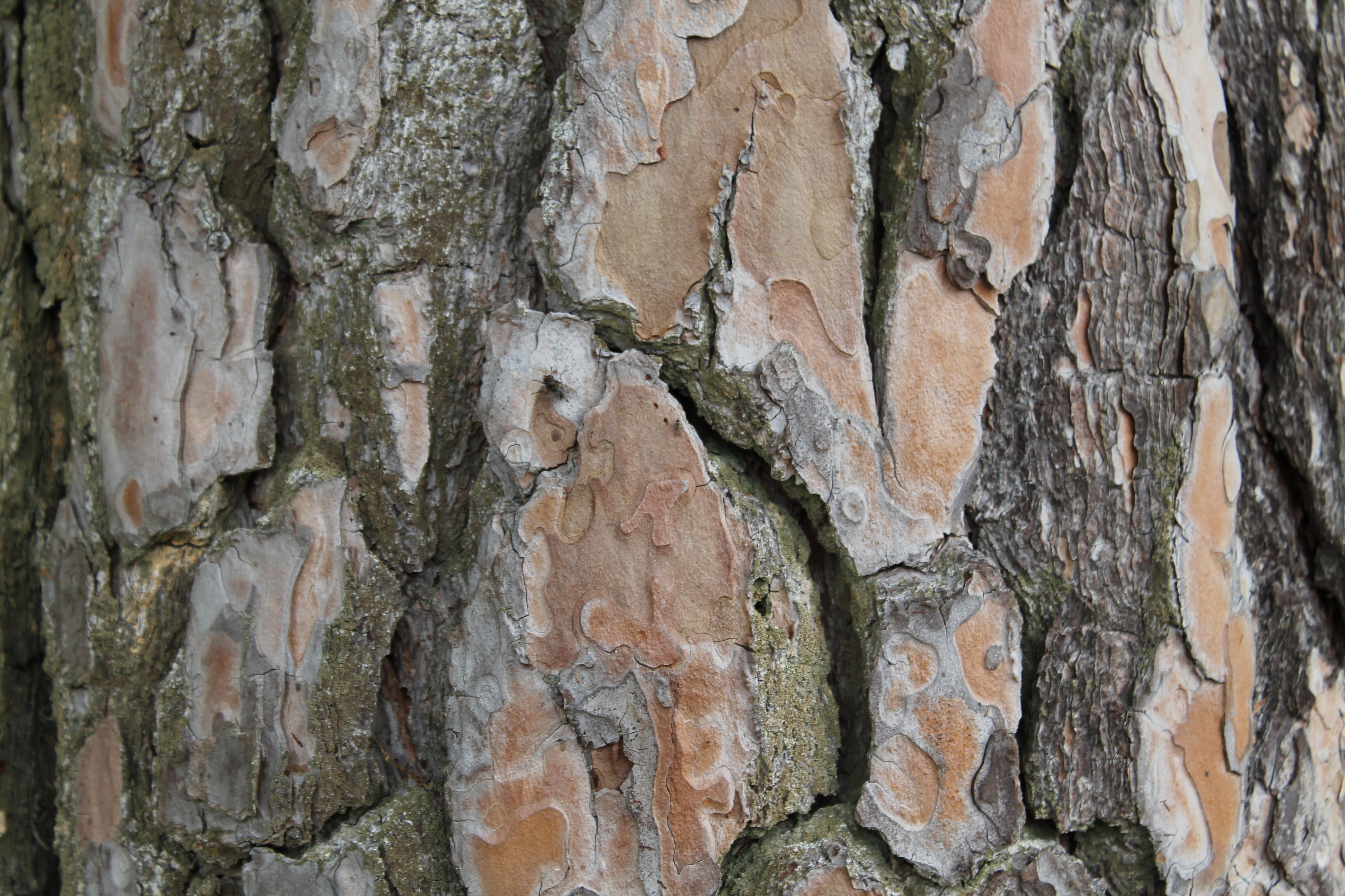 bark, tree, log, nature, forest, wood, structure, tree trunk