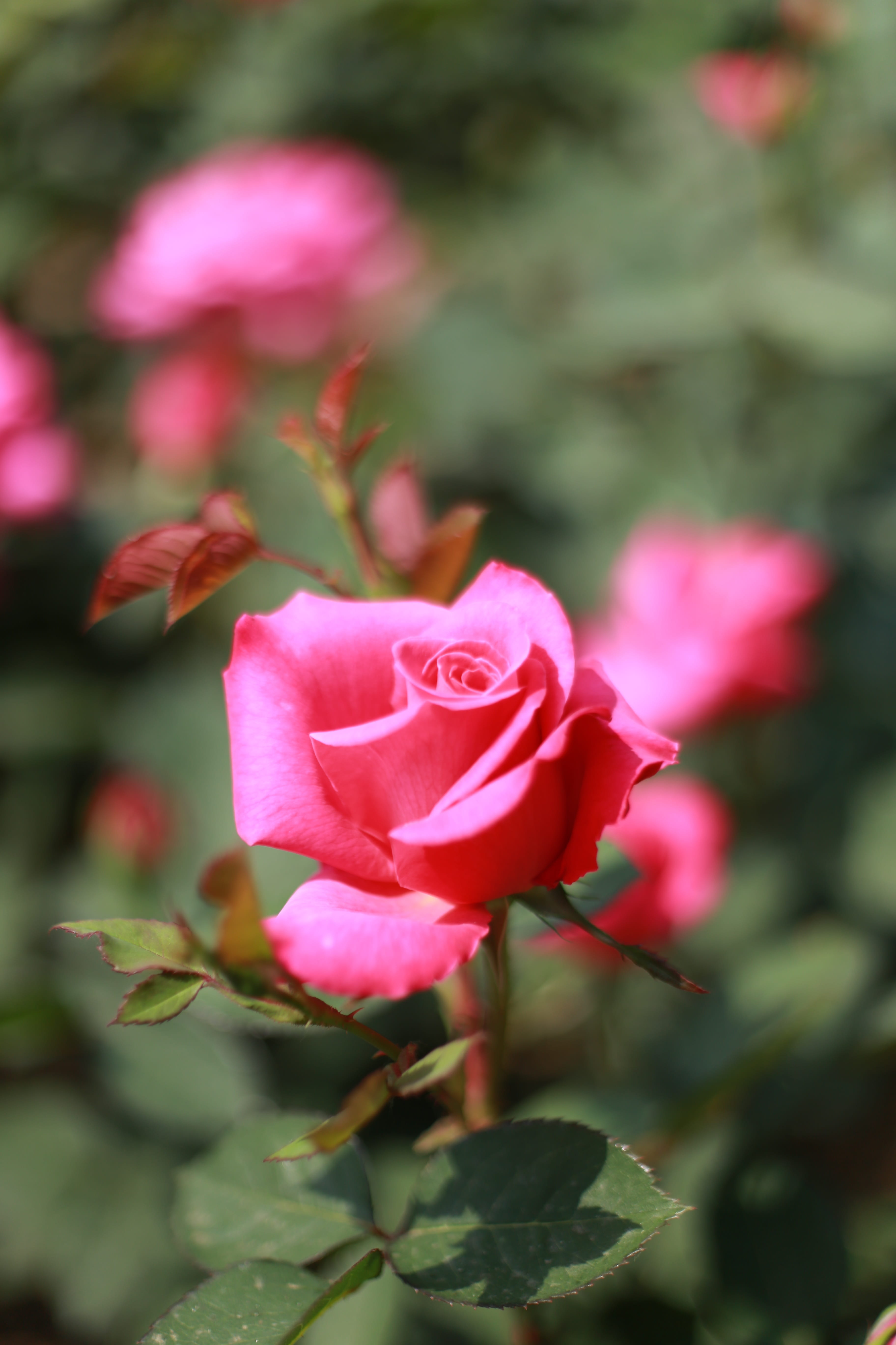 rose, pink roses, flowers, beautiful, love, flowering plant