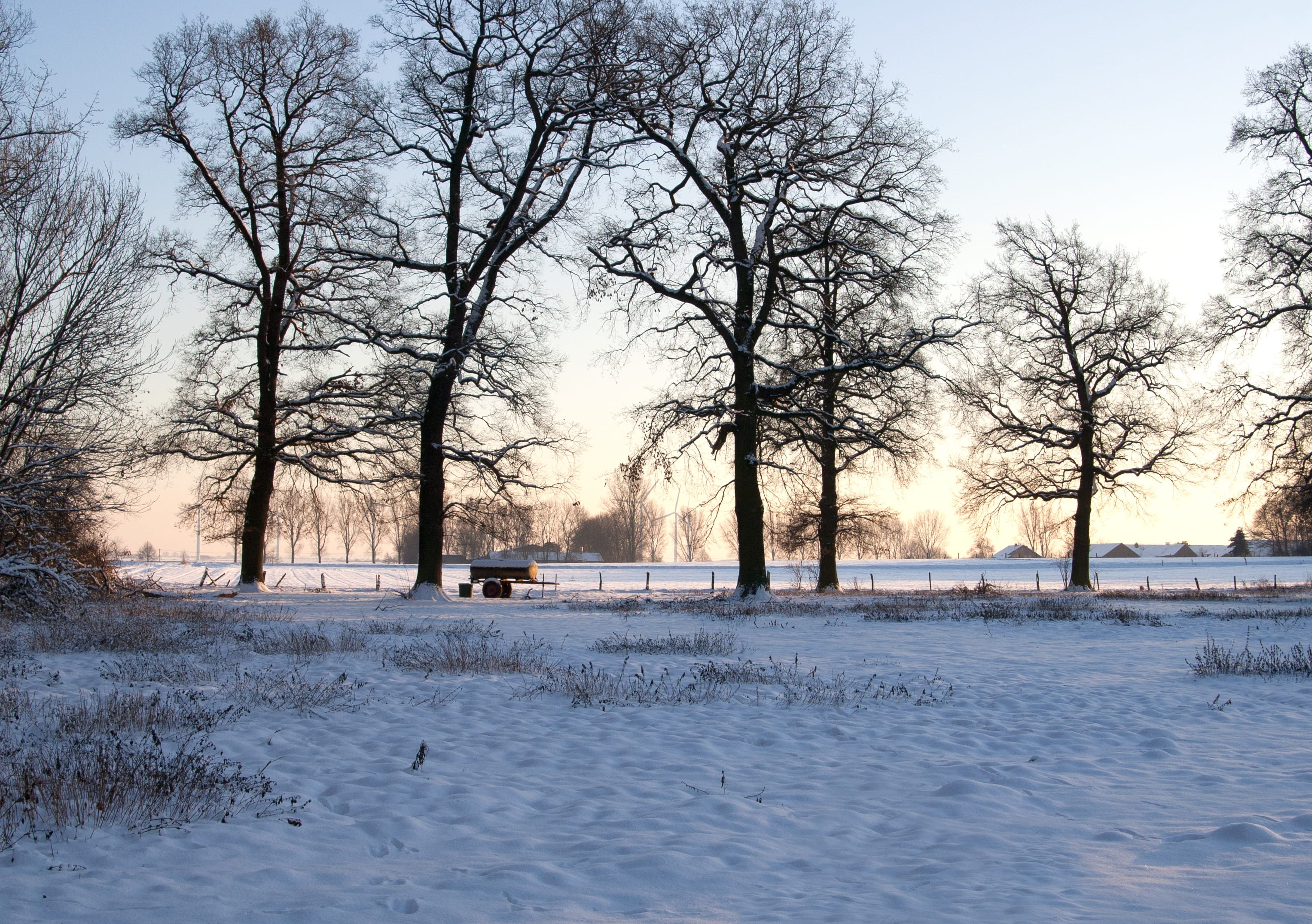 wintry, snow, cold, winter, tree, cold temperature, plant, bare tree