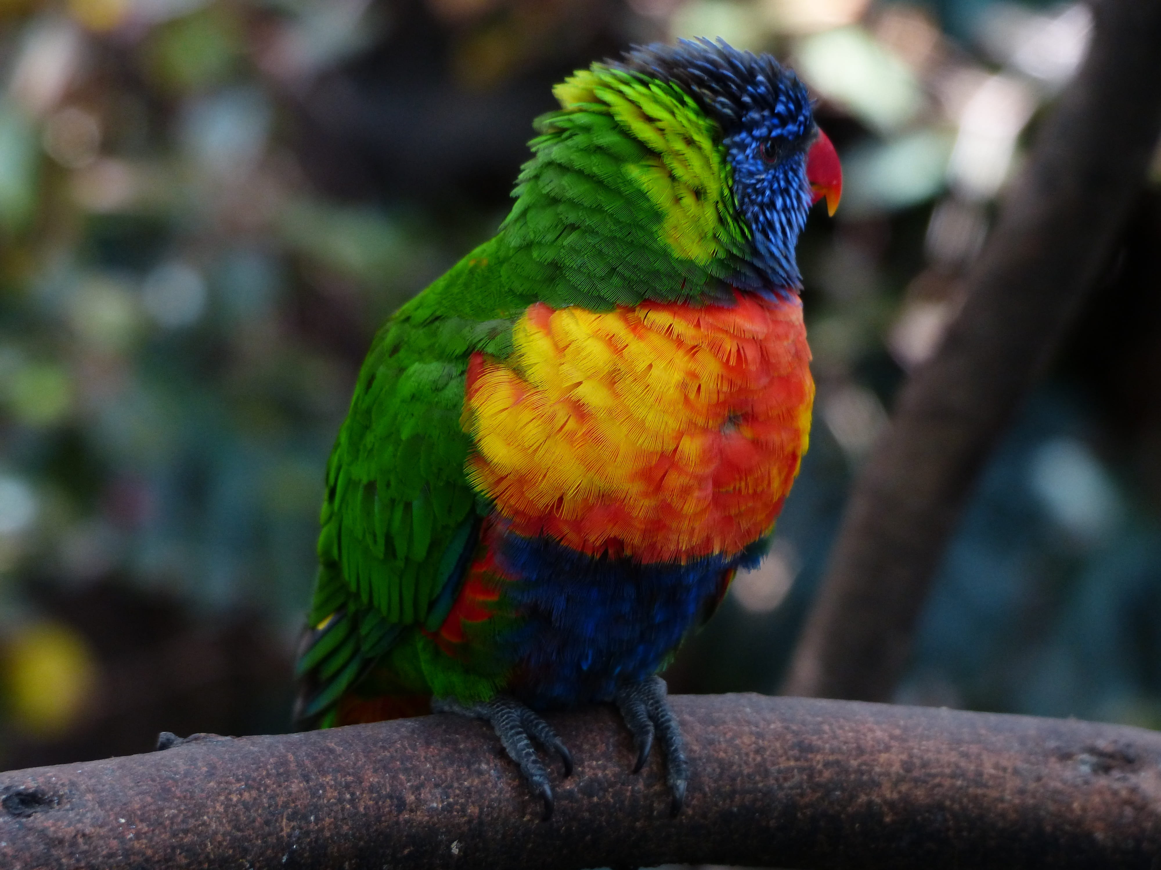 lori, parrot, cute, colorful, bird, loriinae, honey parrot