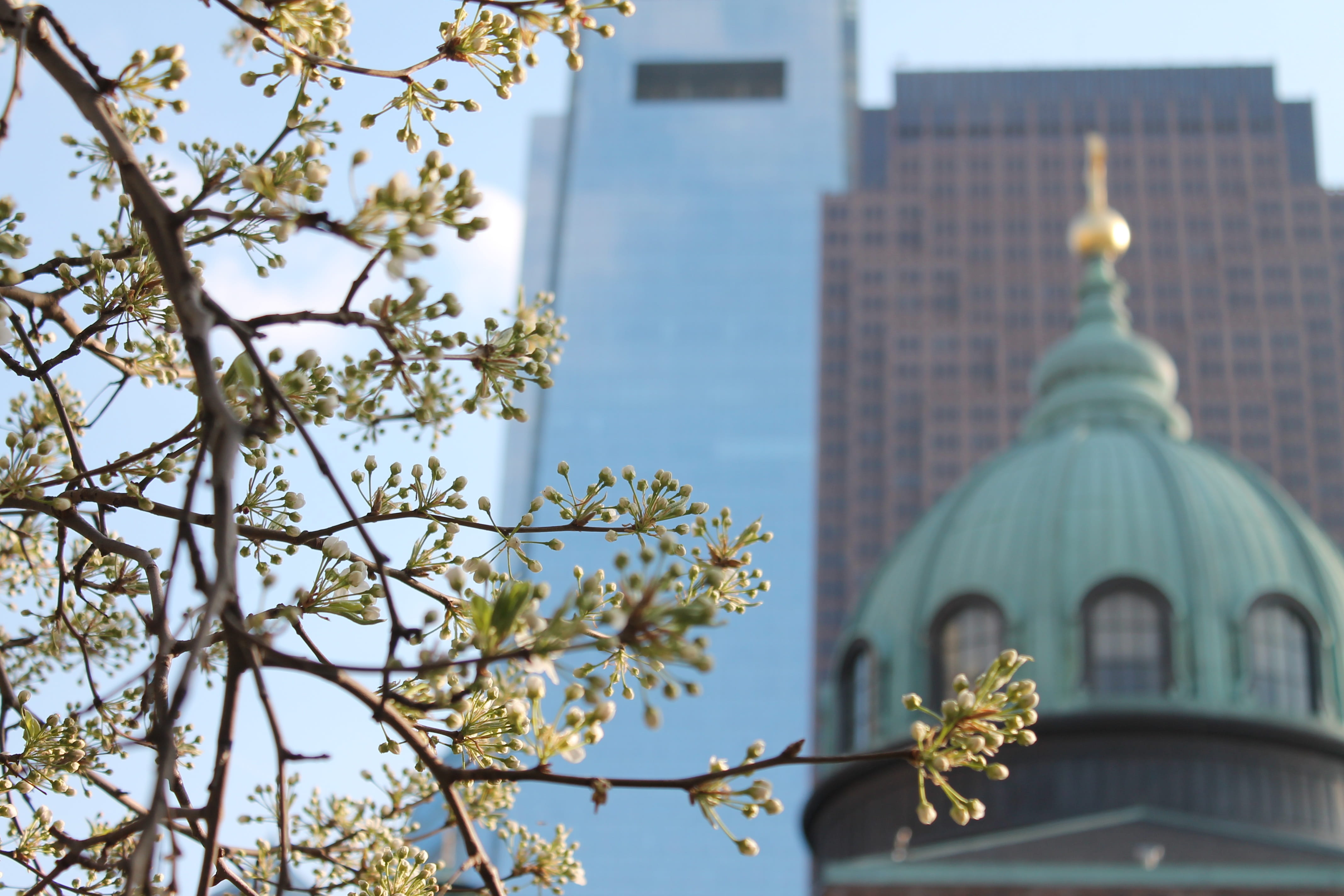 Buildings, Tree, Budding, Branches, budding tree branches, architecture