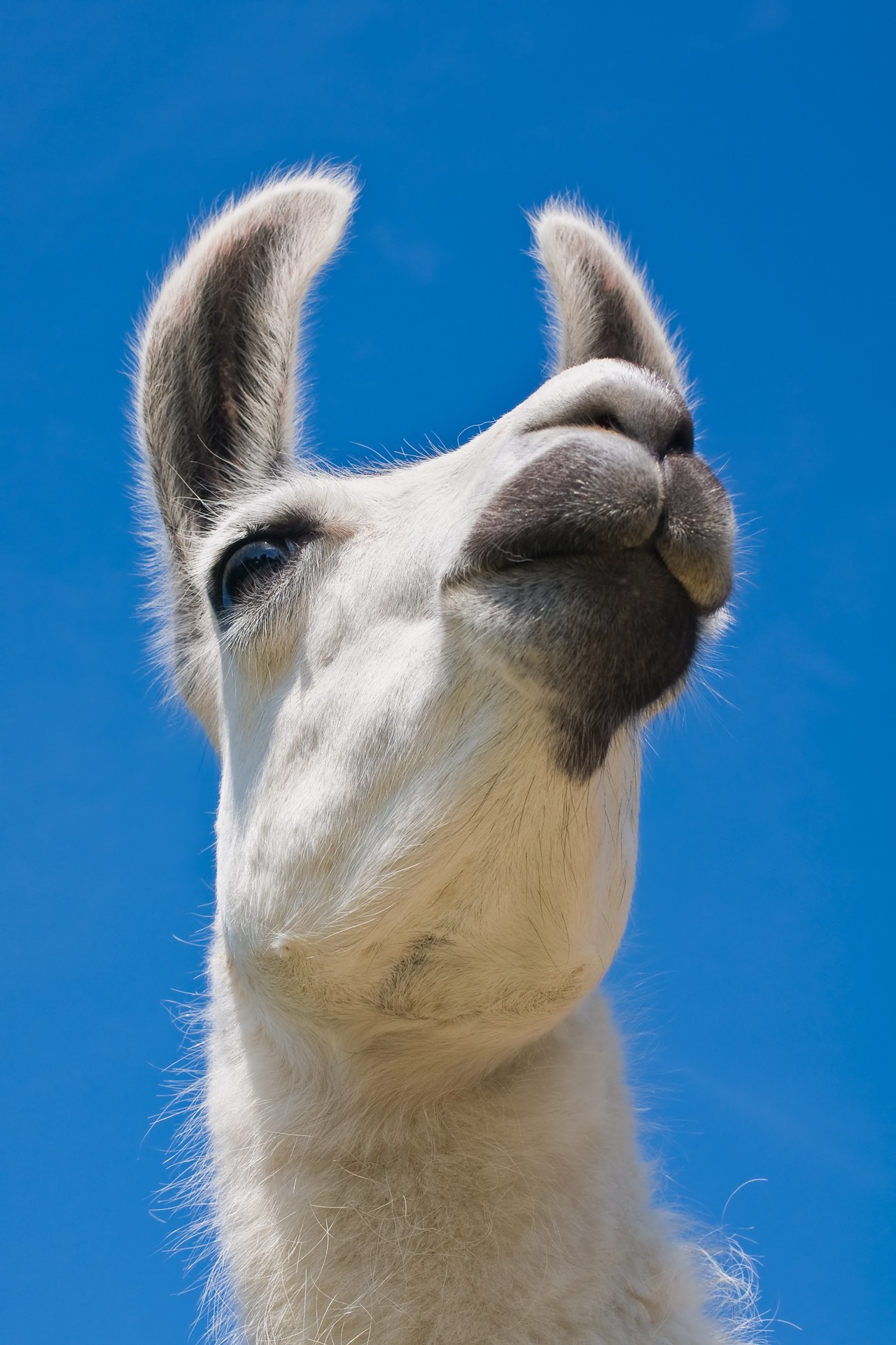 camel under sunny sky, lama, white, portrait, mammal, fur, head