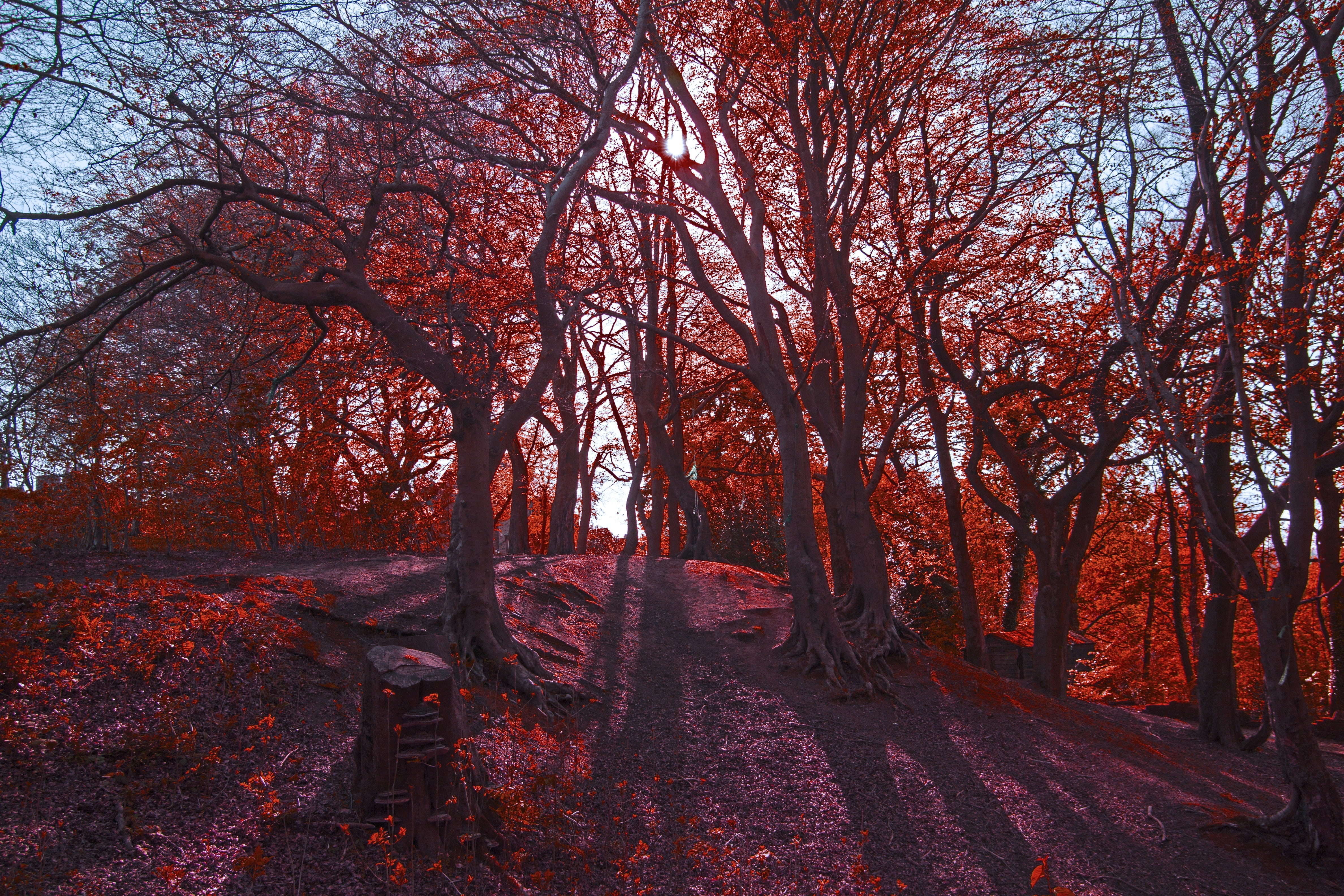 forest, tree, network, plant, autumn, change, land, tranquility