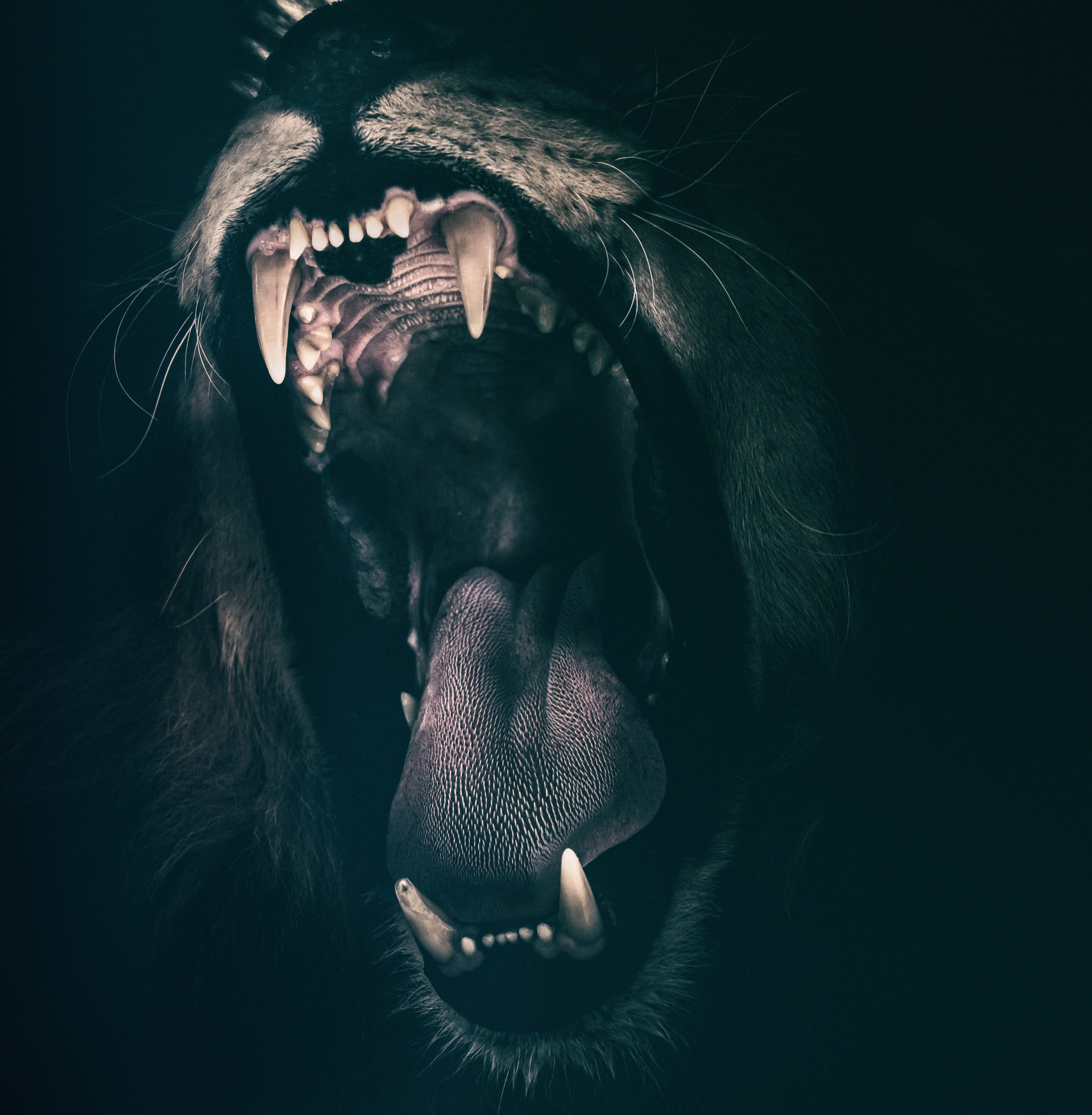 brown and black lion art, teeth, roar, fear, angry, roaring, strength