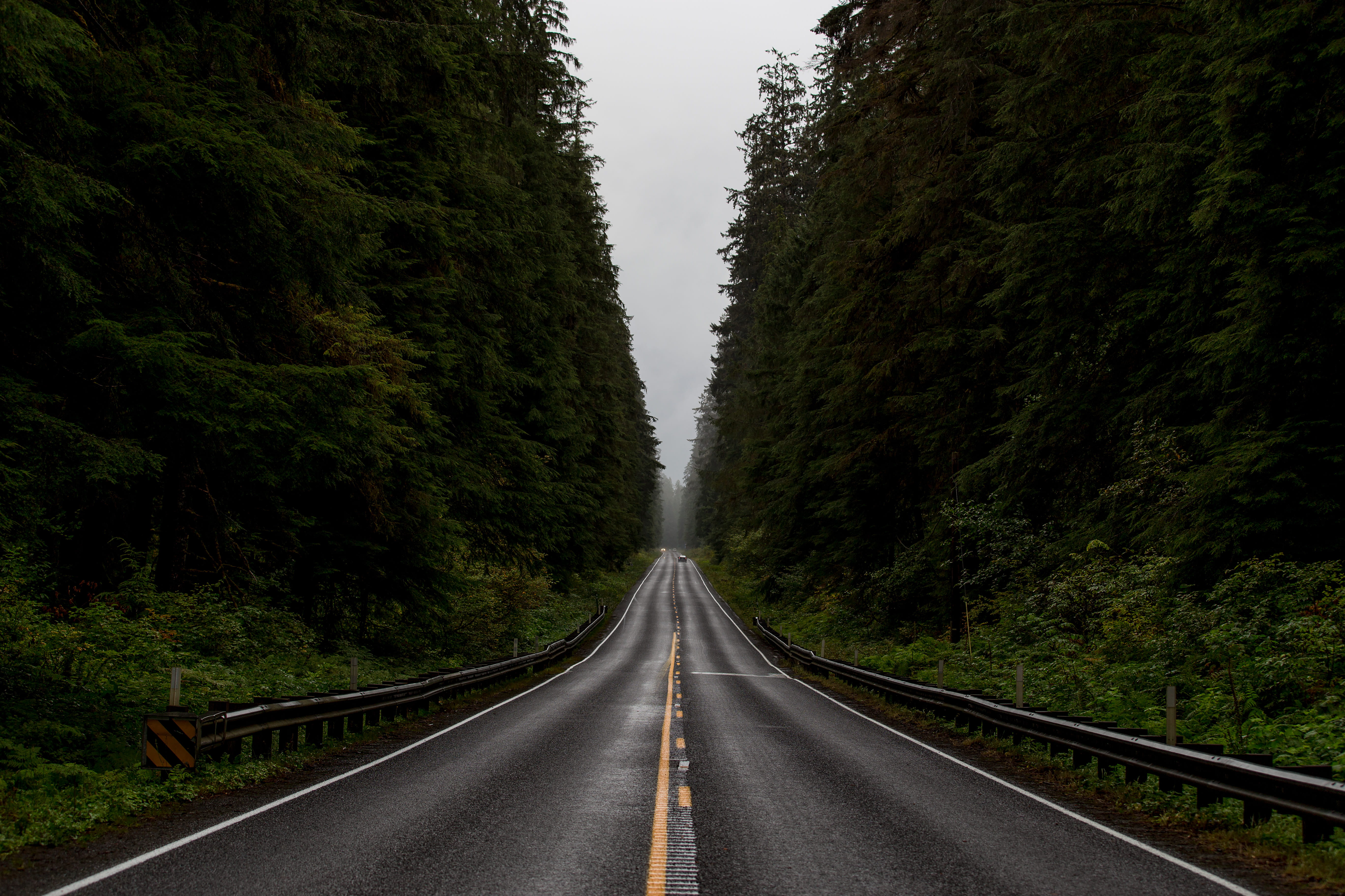 gray road between green trees, blacktop road between green leafed trees