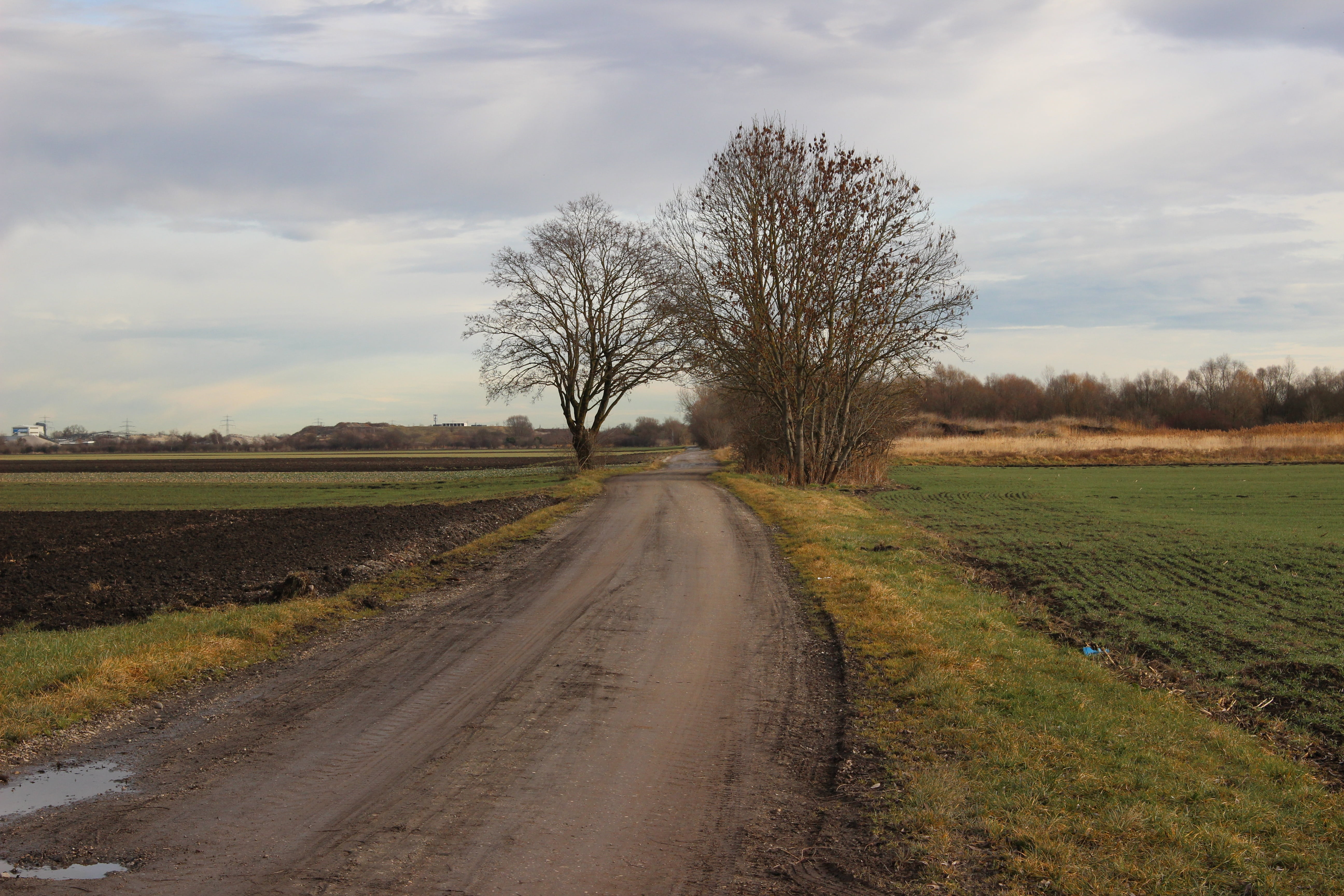 landscape, tree, nature, sky, cloud - sky, direction, the way forward
