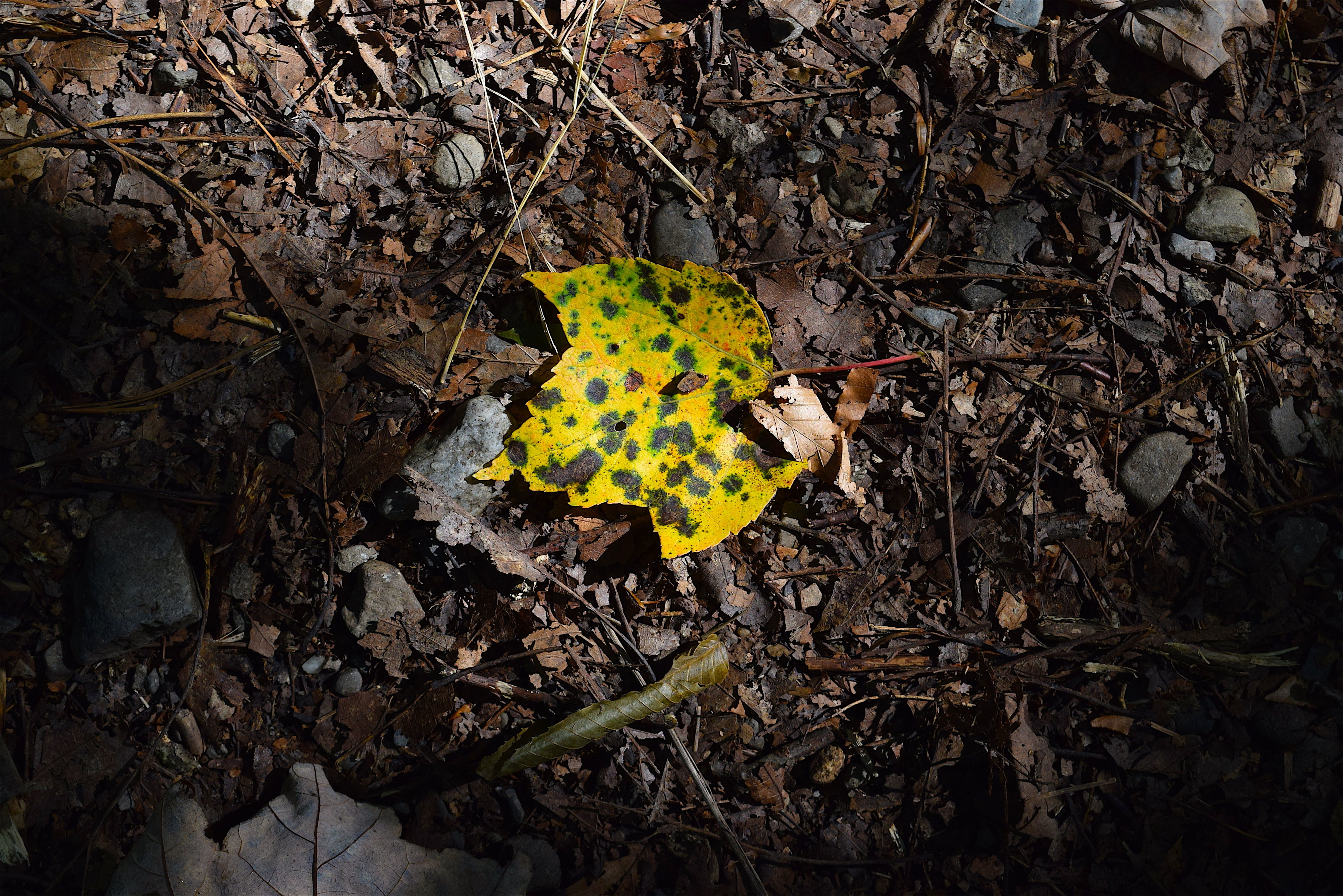 leaf, light, forest, floor, sunlight, yellow, nature, park