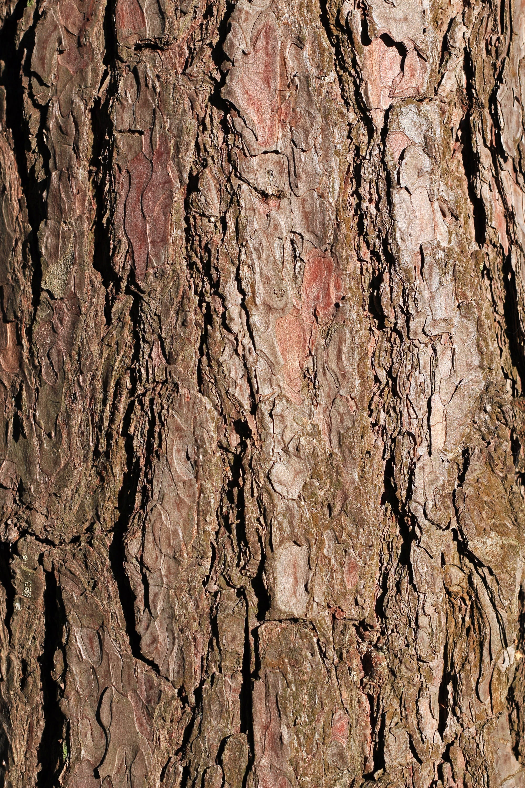Bark, Pine, Tree, Texture, Background, brown, close, upright