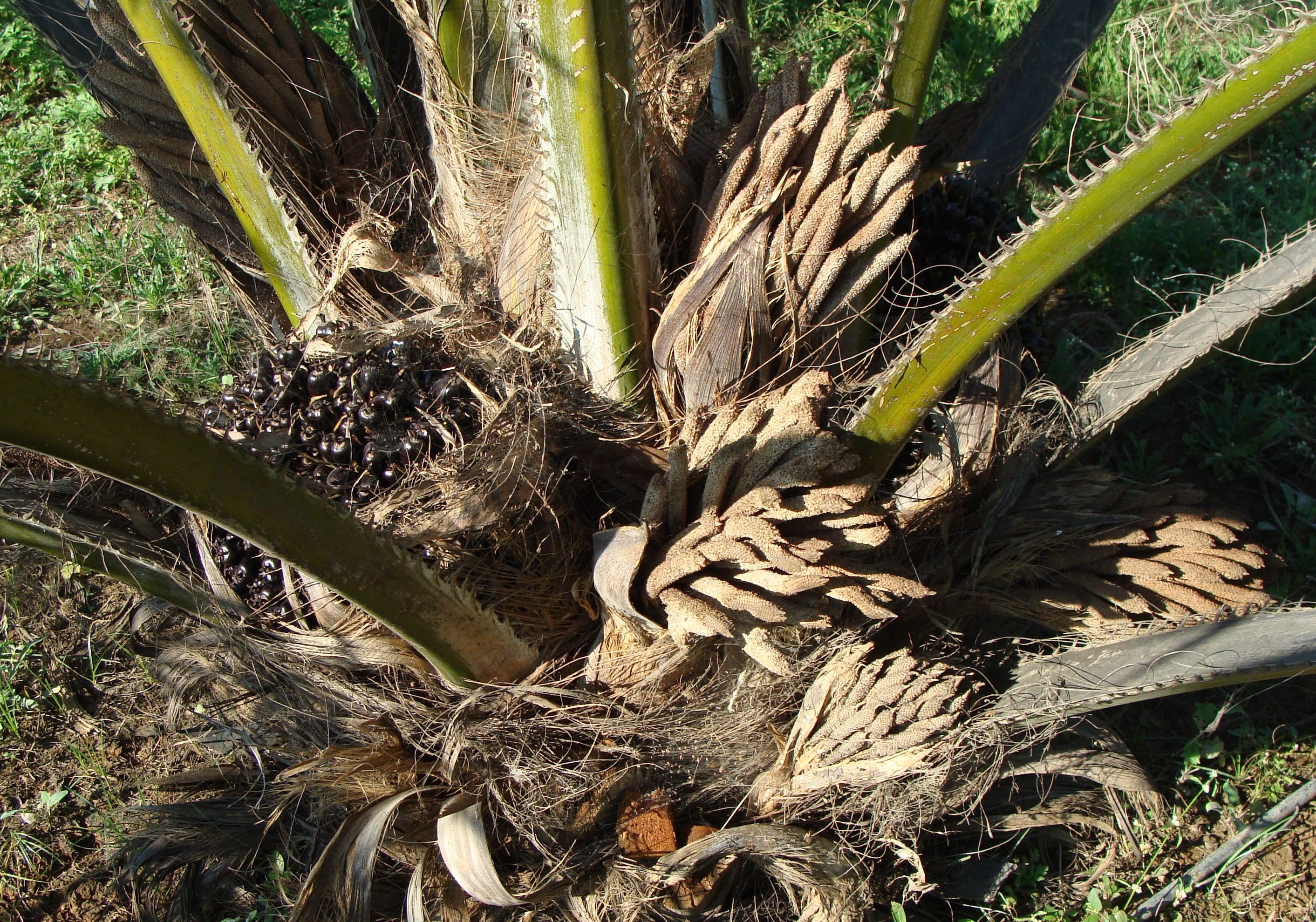 oil palm, fruit bunch, male flower, horticulture, karnataka