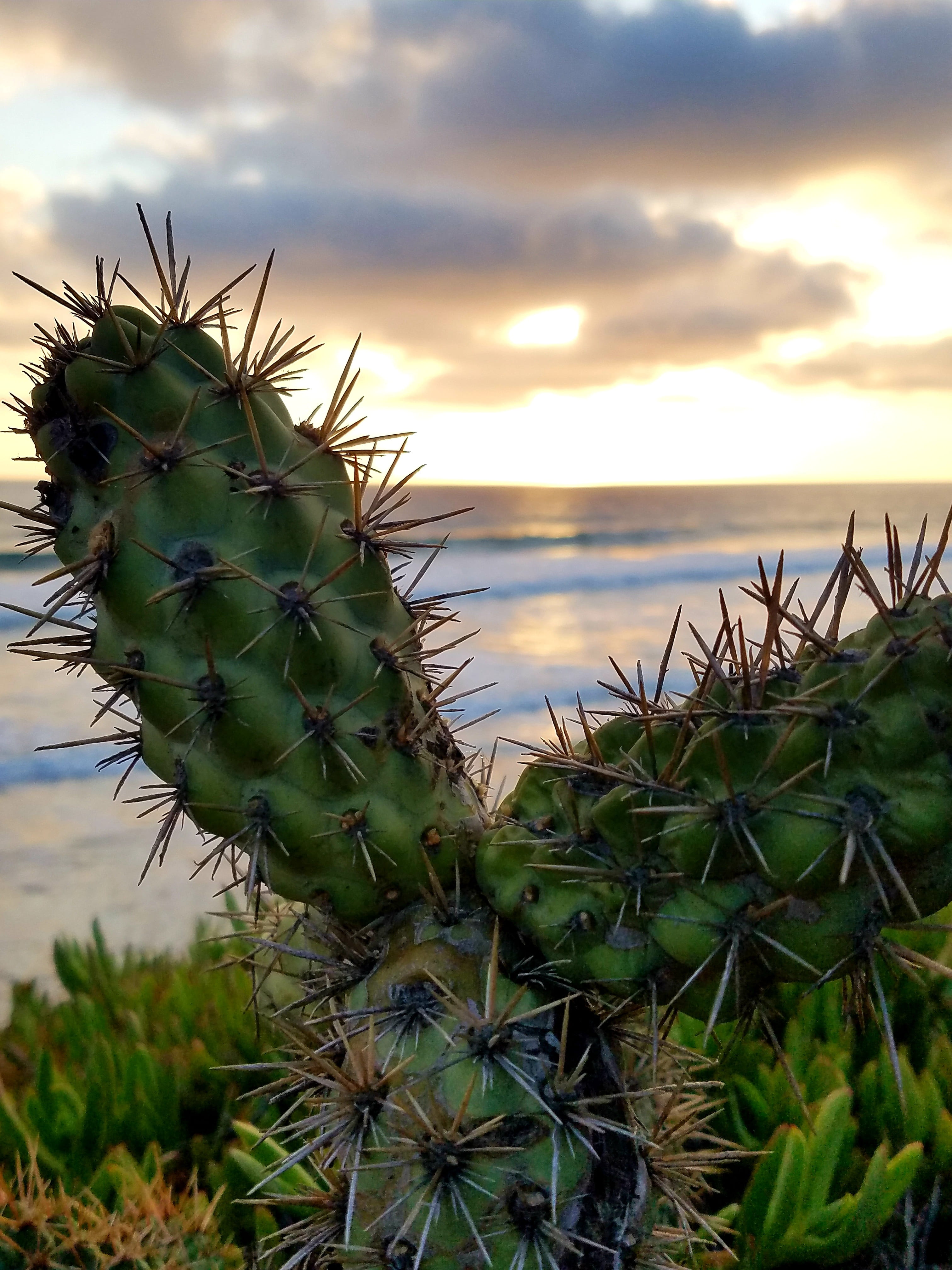 cactus, ocean, sunset, cacti, clouds, shore, coast, waves, sky