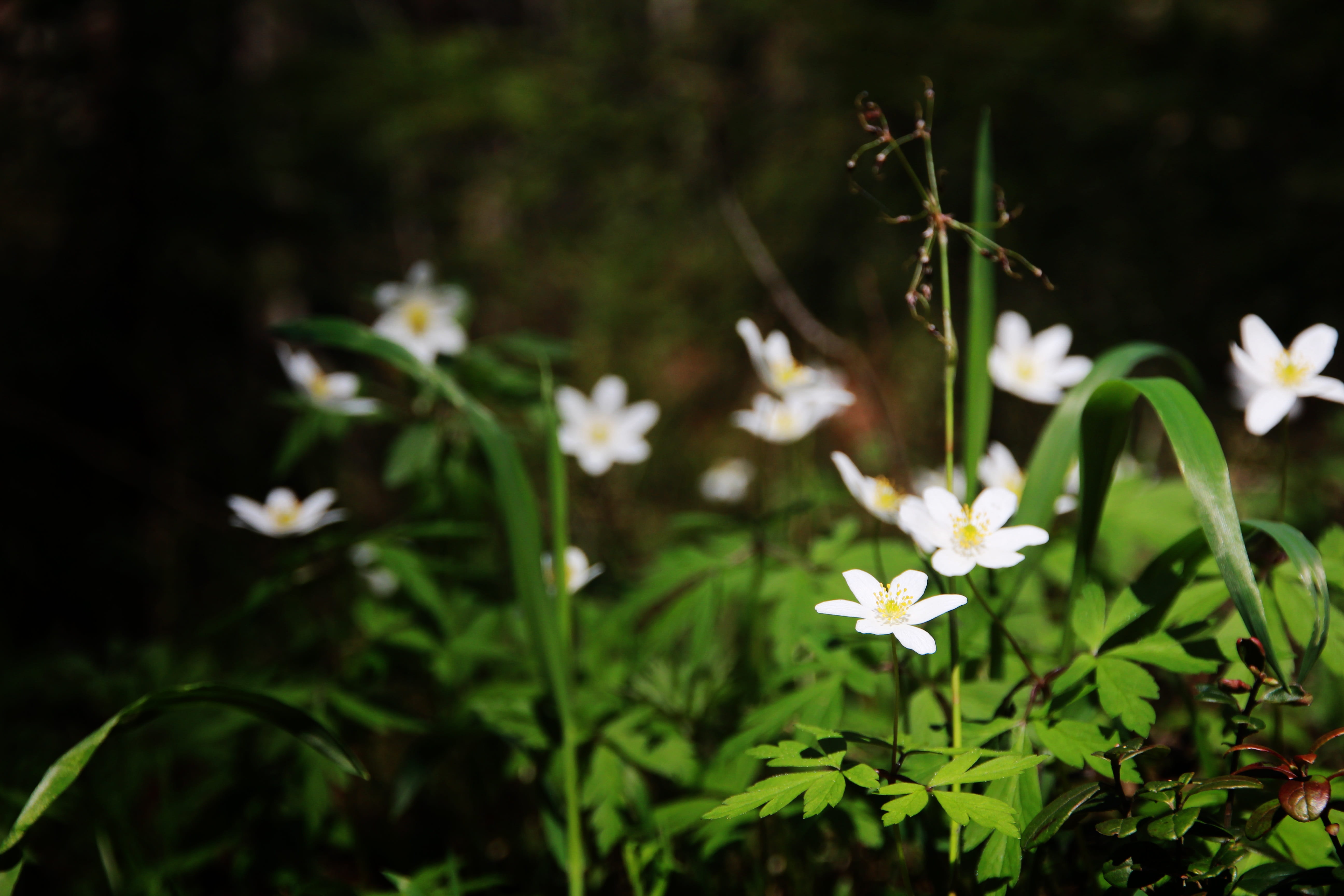 flower, spring, white, forest, spring flowers, bloom, bright