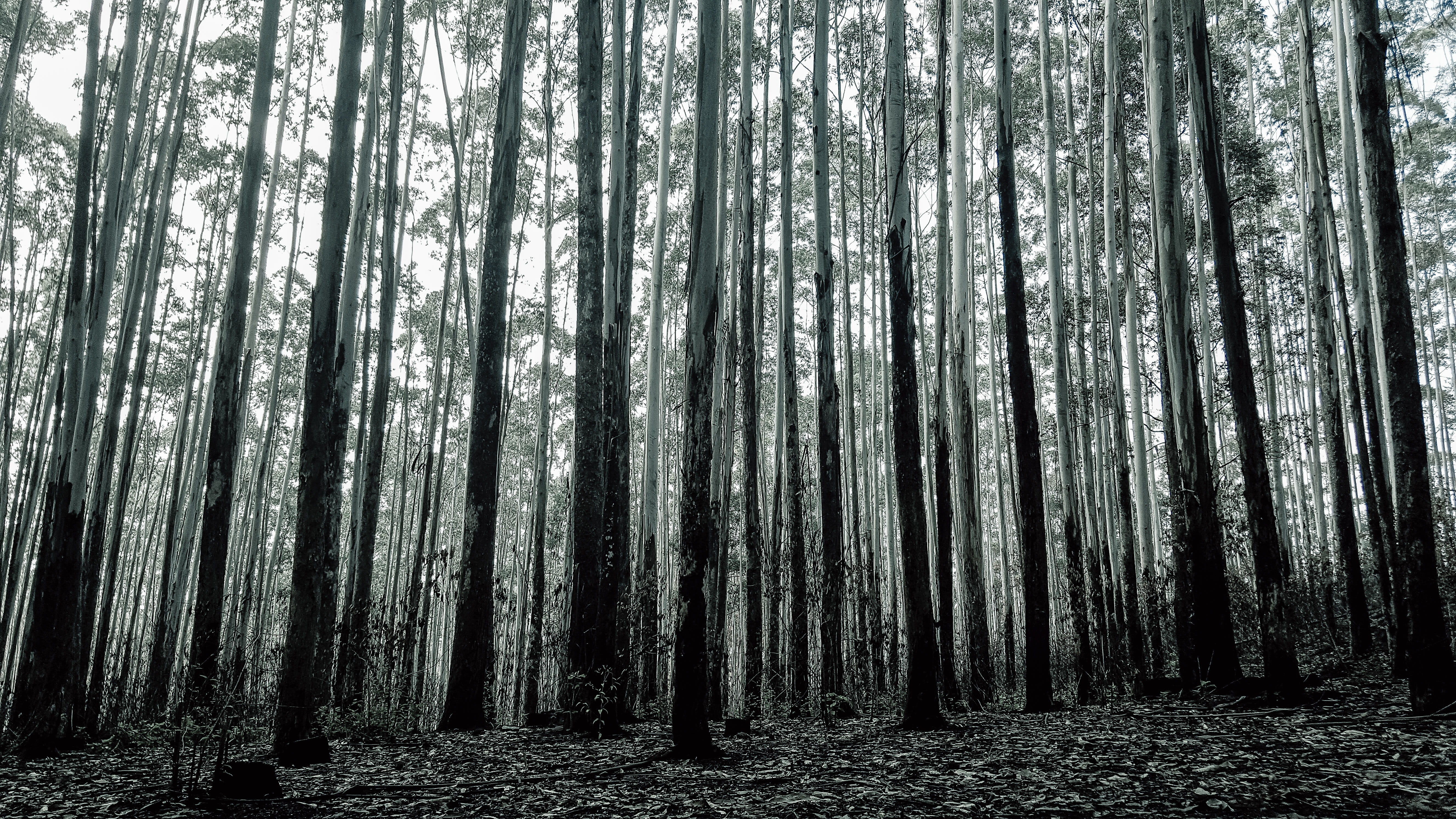 background, forest, forest background, green, environment, tree