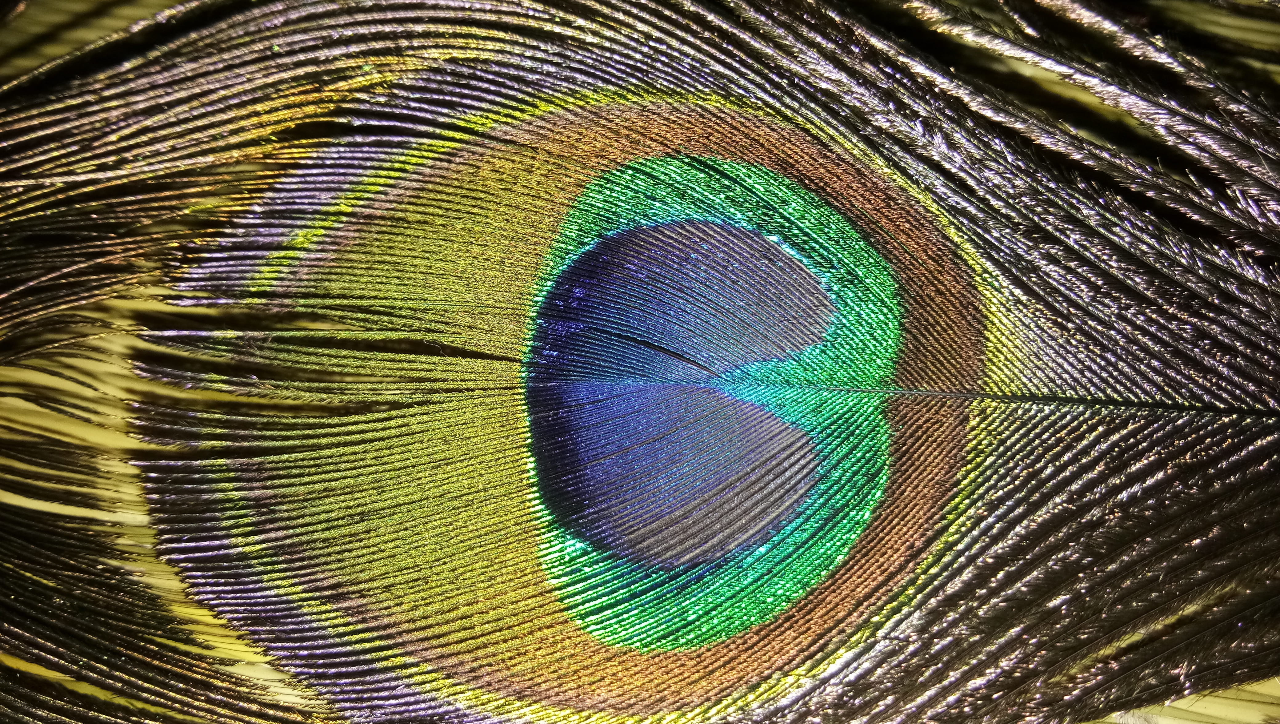 desktop, abstract, pattern, color, feather, closeup, multi colored