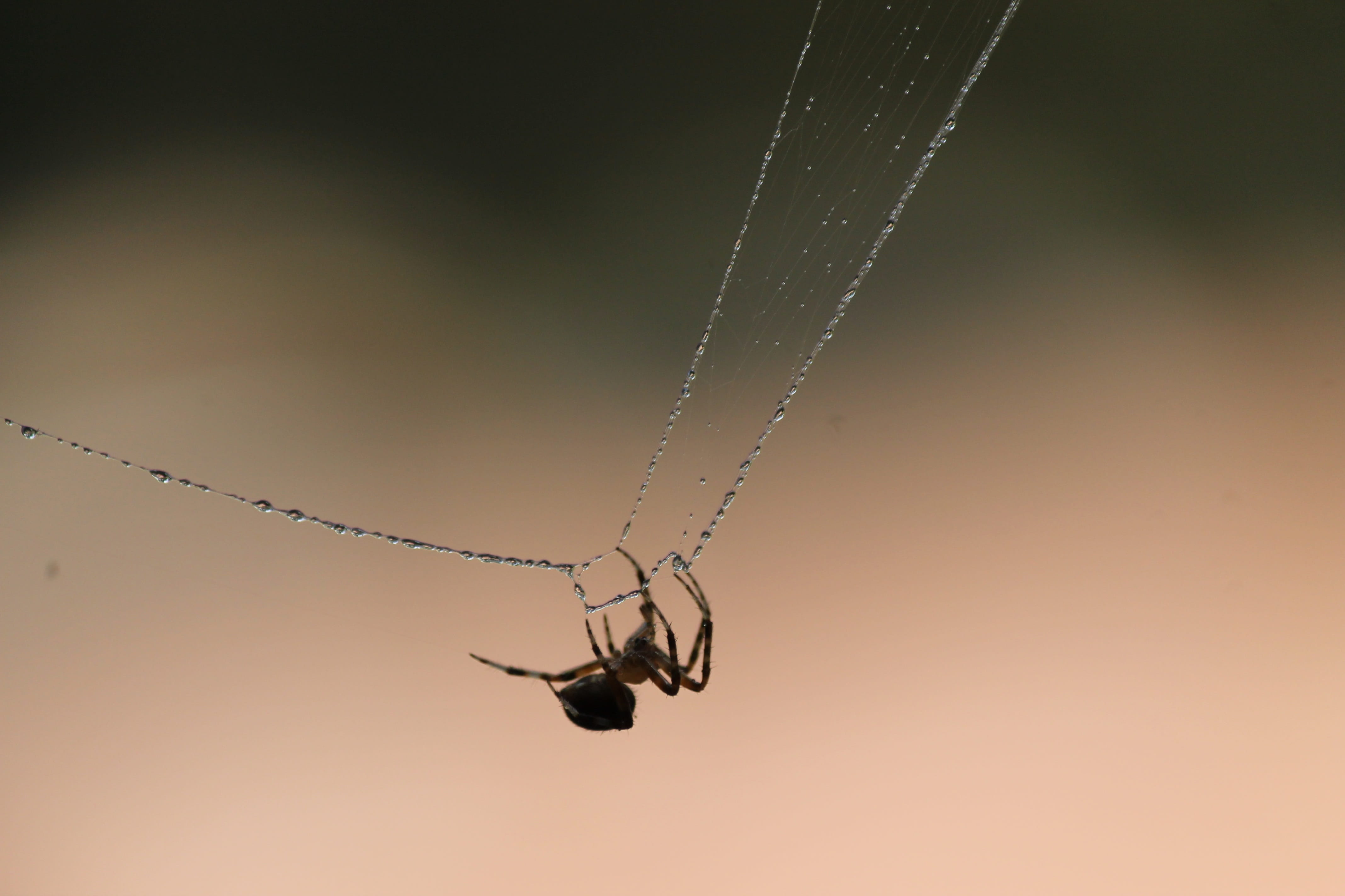 spider, web, nature, insect, spiderweb, cobweb, natural, dew