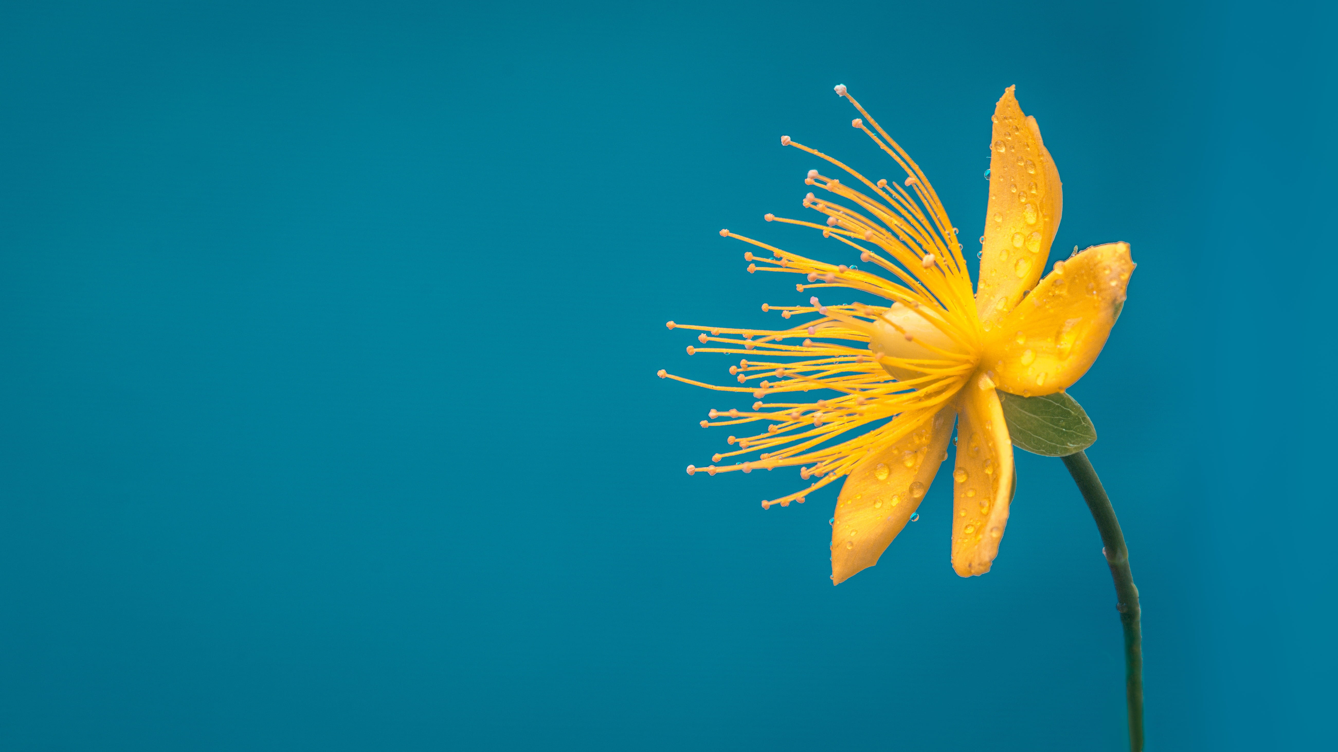 flower, blue, yellow flower, macro, desktop background, bloom