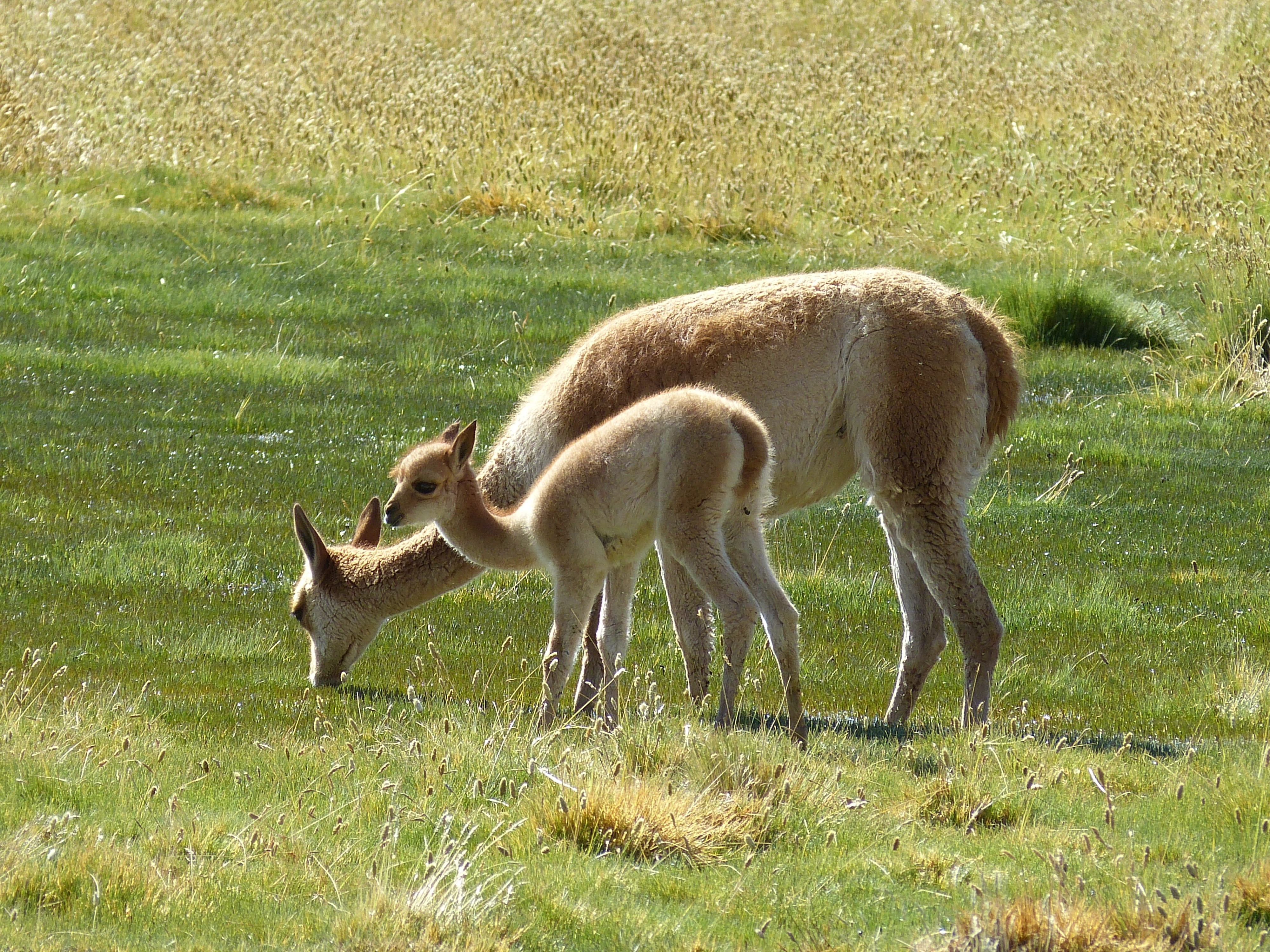 white and brown deers on green grass field during daytime, chile