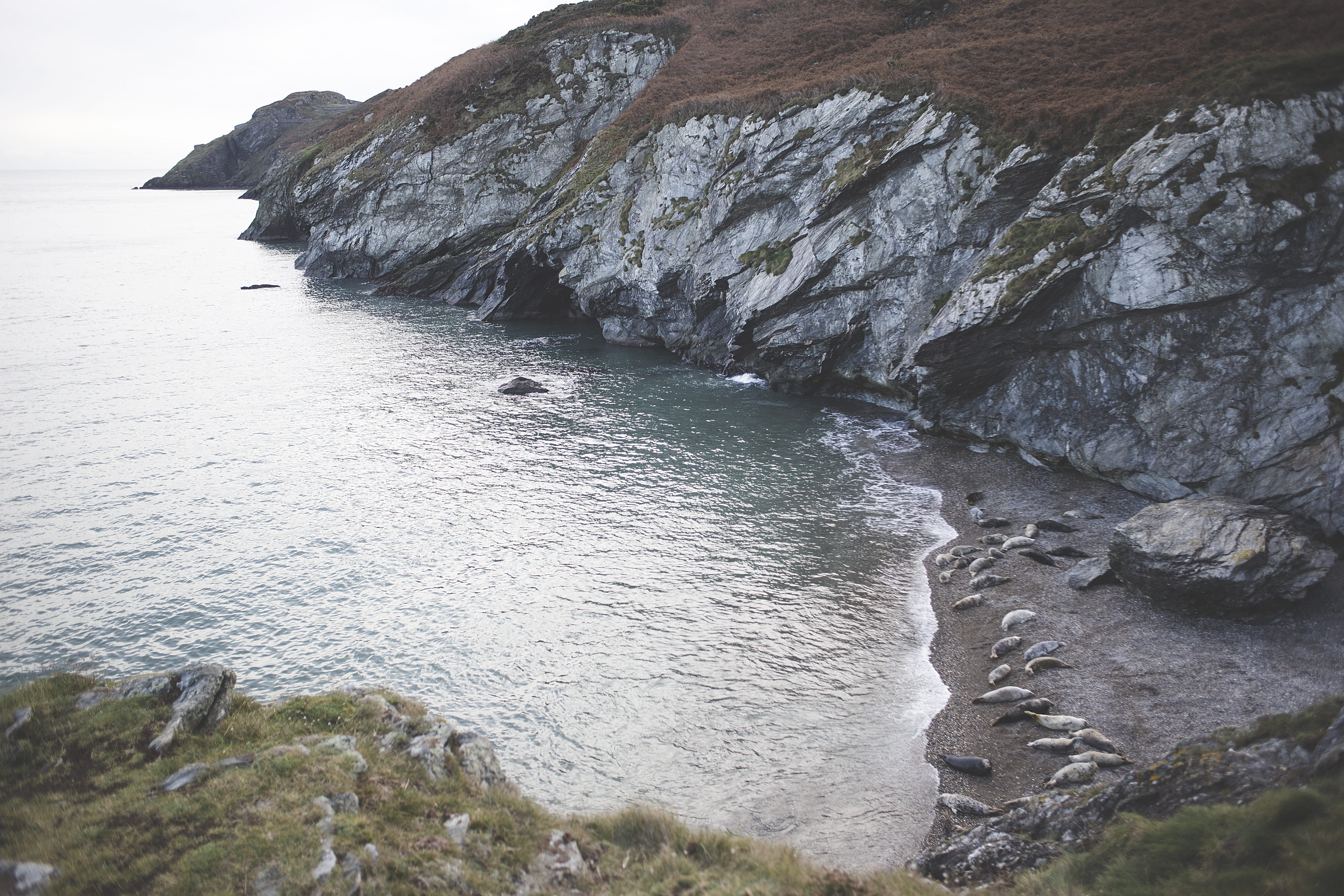 Rock Formation Beside Body of Water, animals, bay, beach, calm