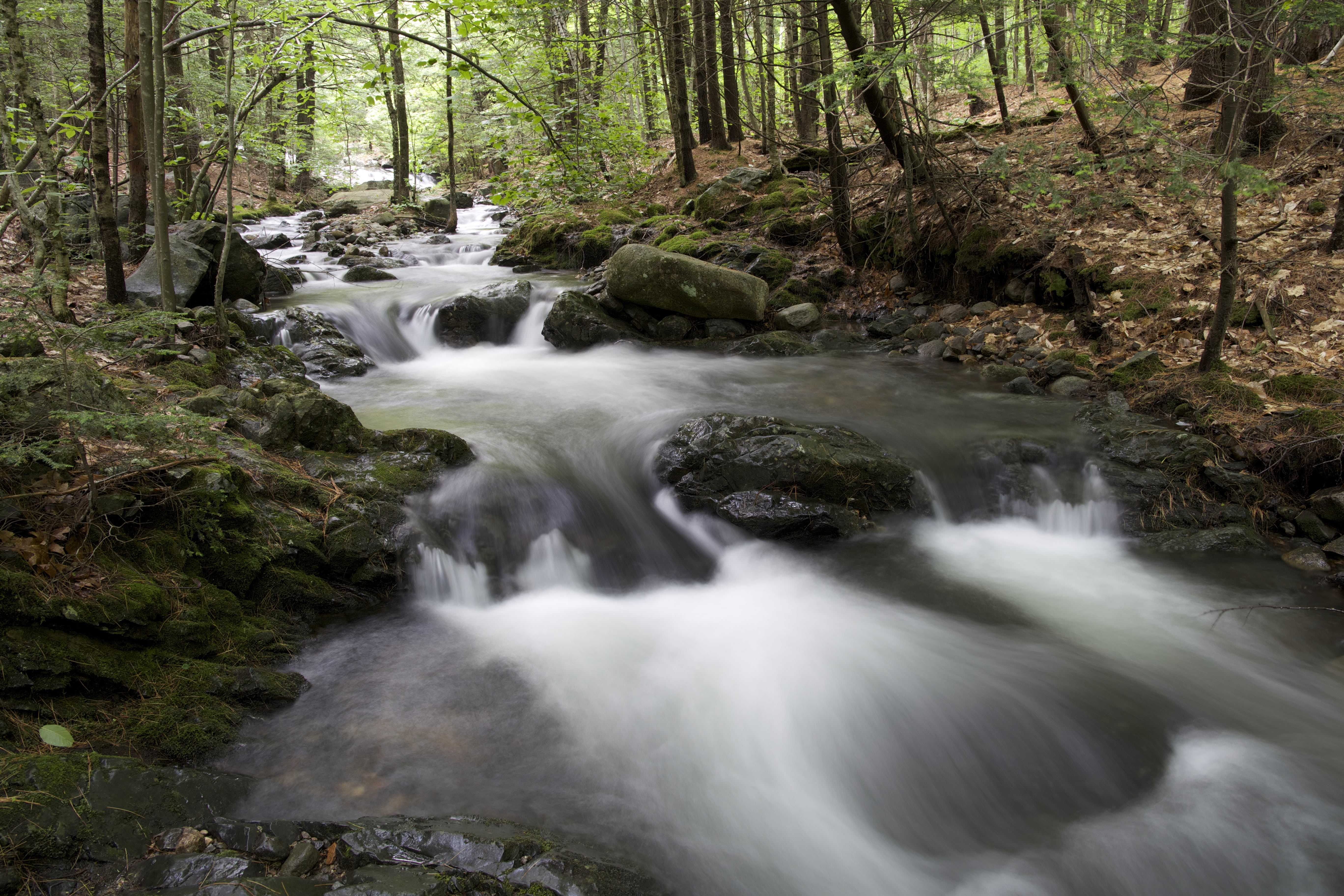 forest, rocks, stream, trees, water, nature, waterfall, river