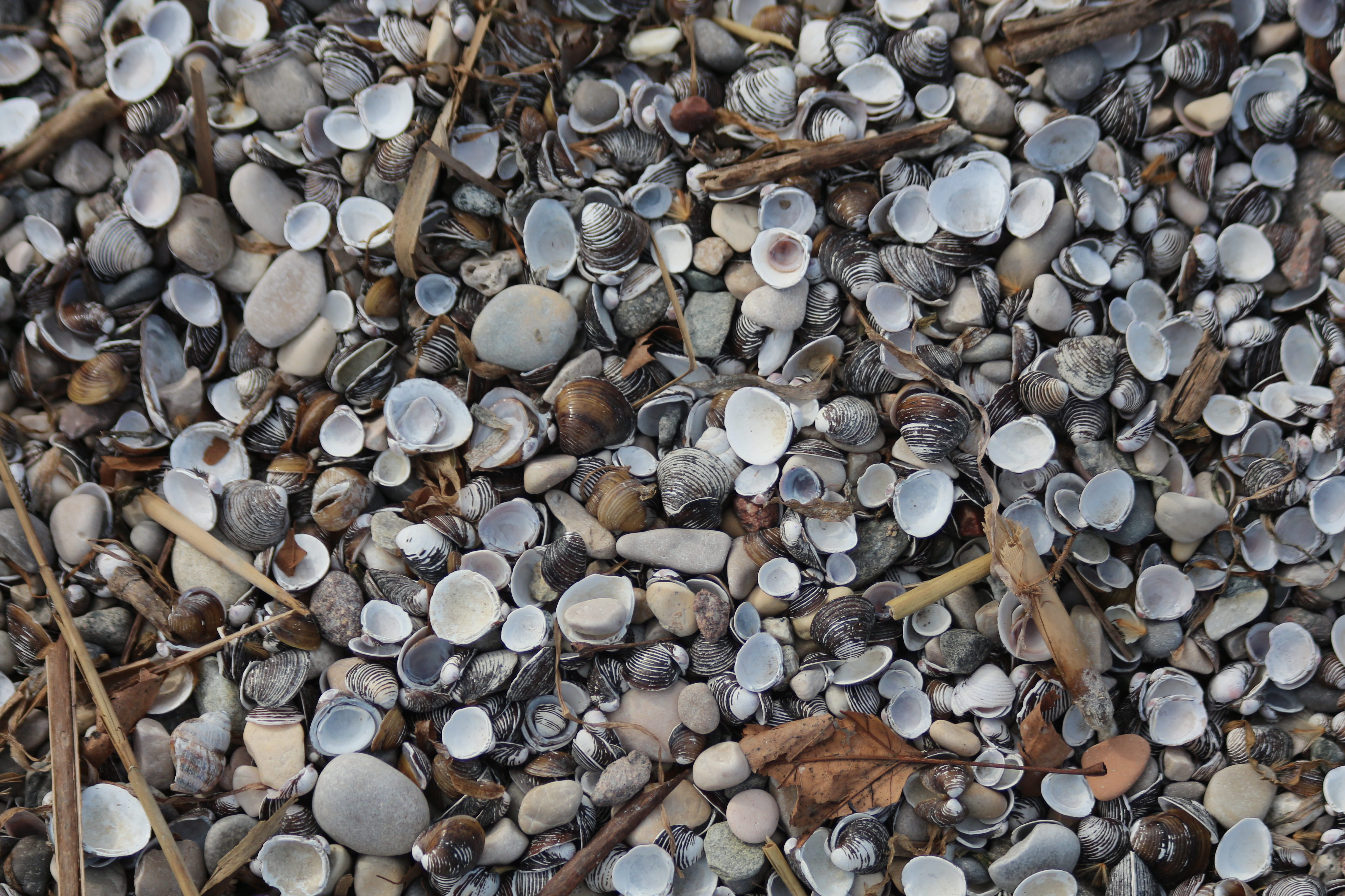 texture, background, pattern, nature, shell, seashell, background image