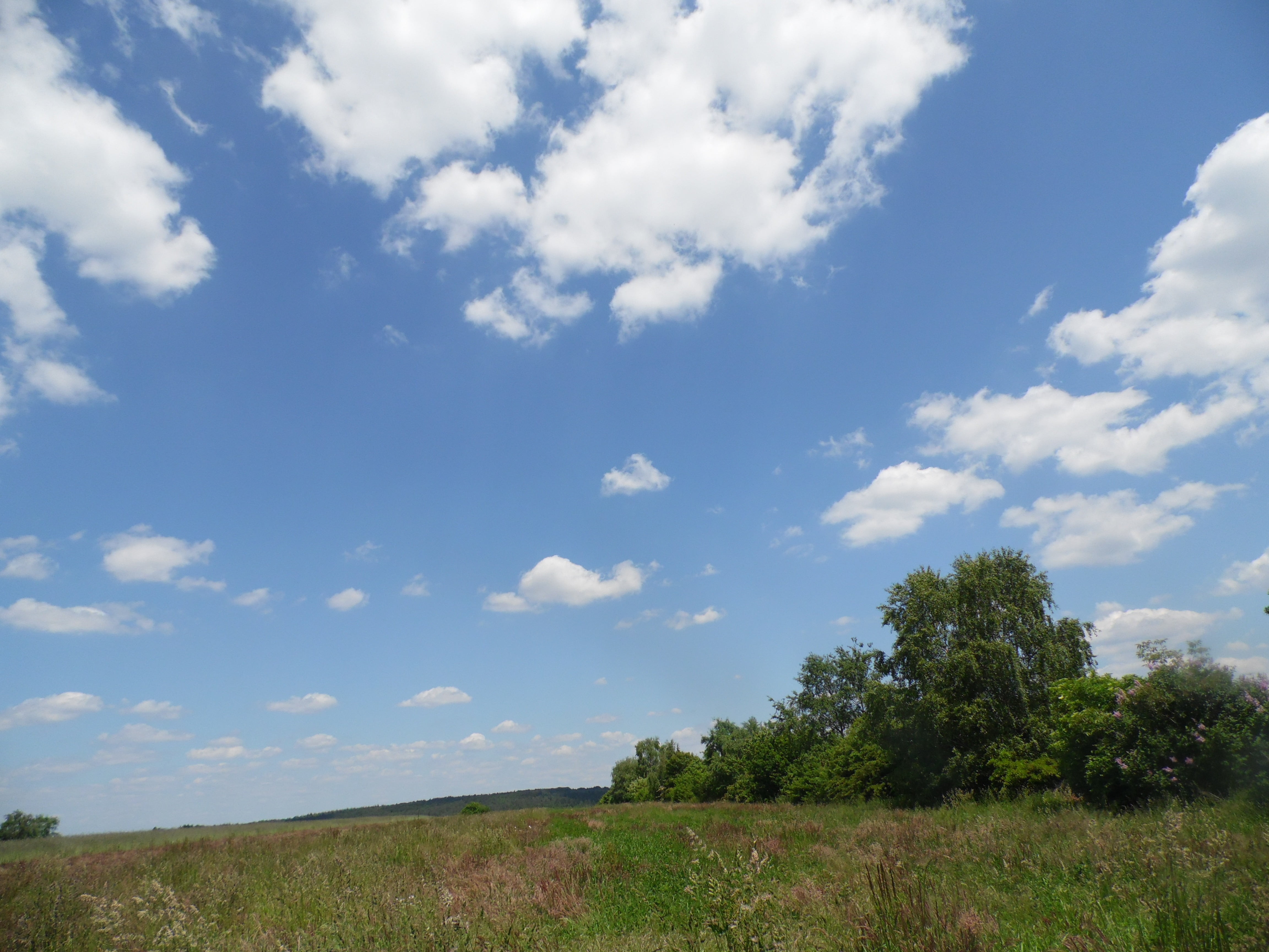 clouds, nature, sky, sun, weather, tree, blue, summer, spring
