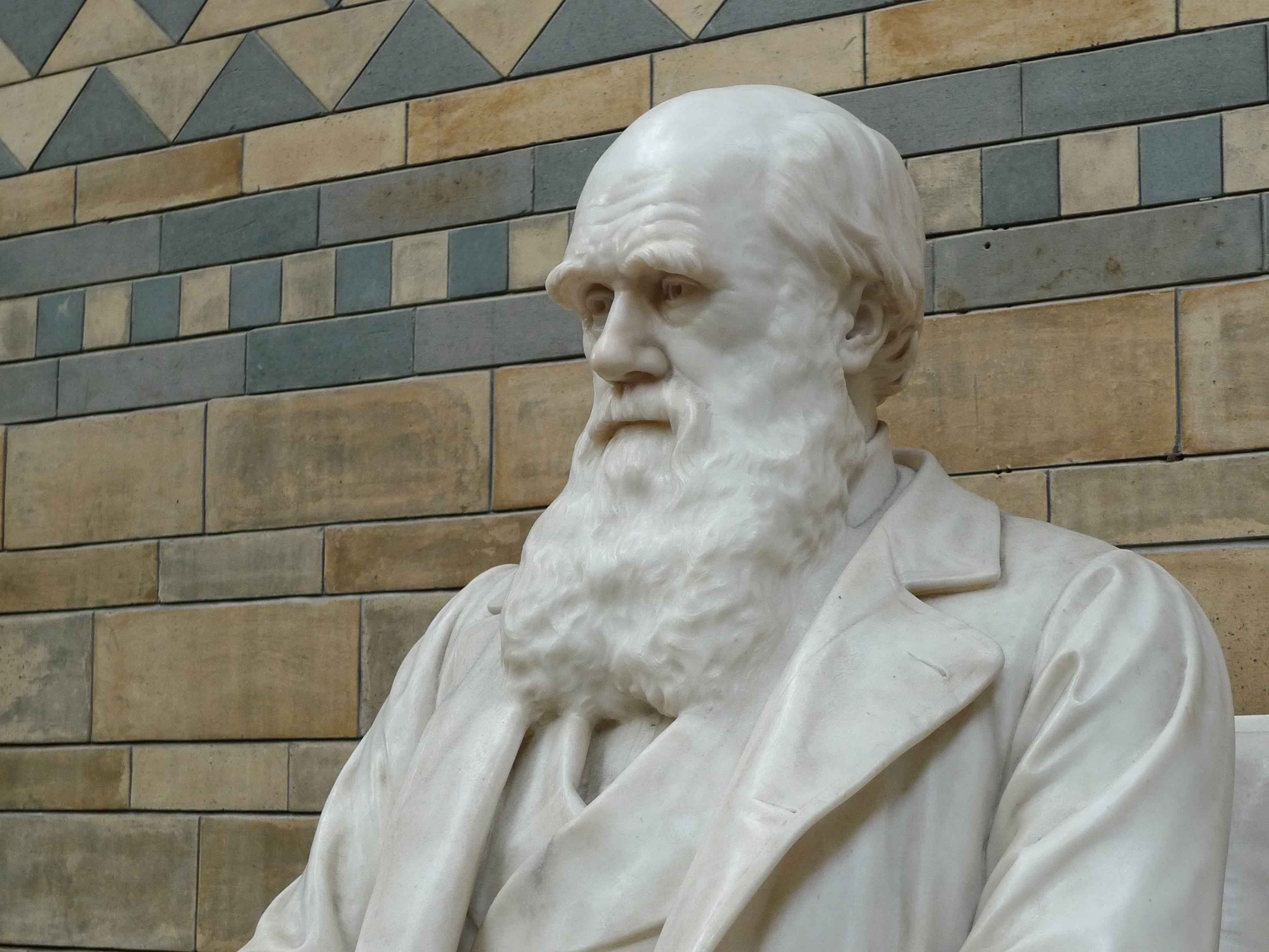 white man with beard statue, darwin, natural history, museum