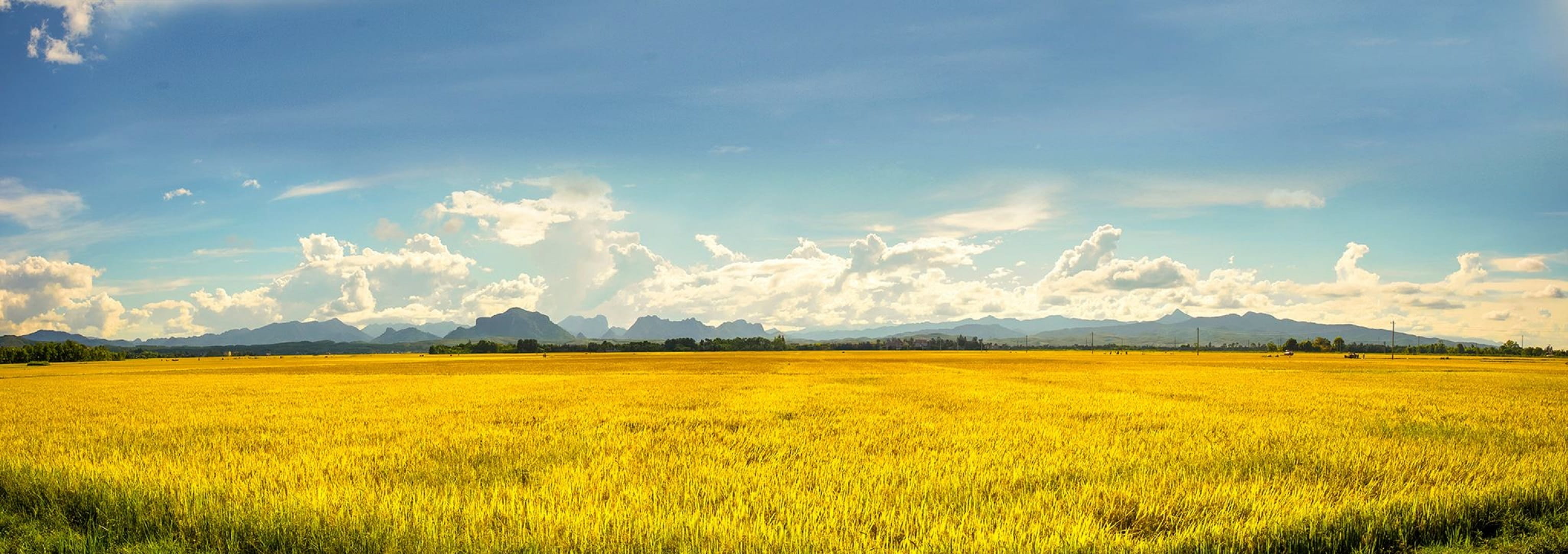 vietnam, agriculture, farm, rice field, gold rice field, farmland