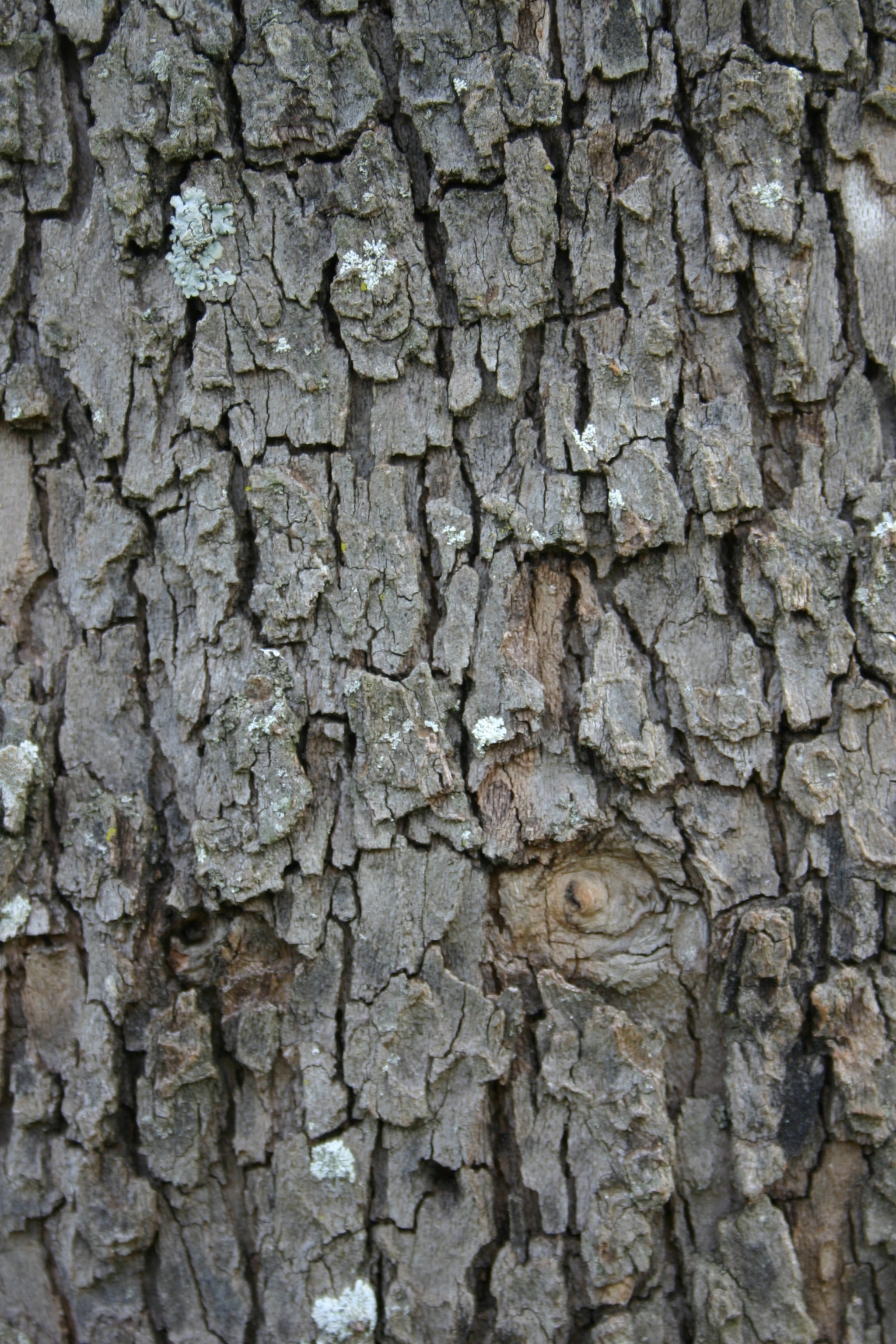bark, rough, texture, desktop, trunk, pattern, earth surface