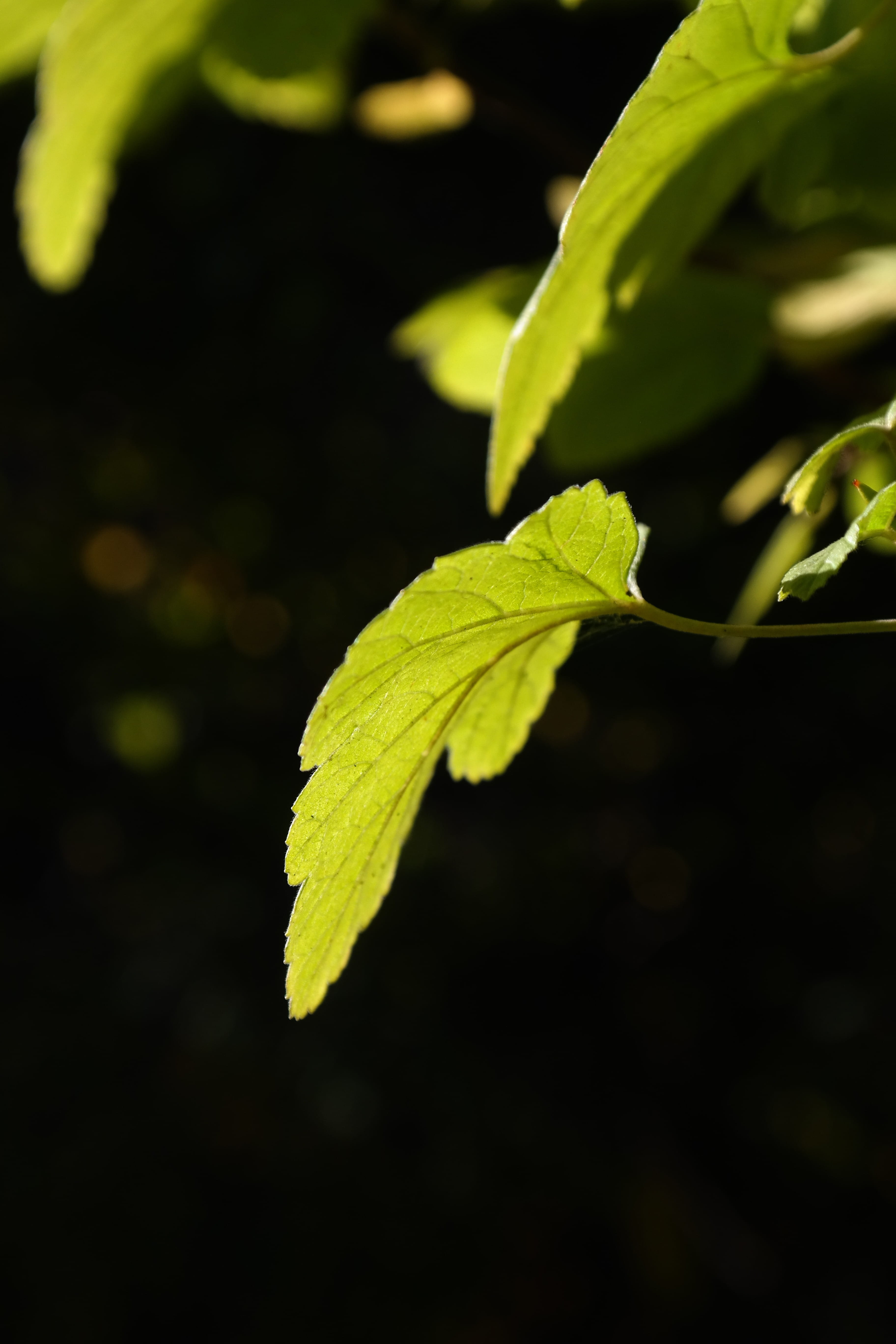 Leaf, Back Light, Bright, Green, Sun, bush, currant, ribes