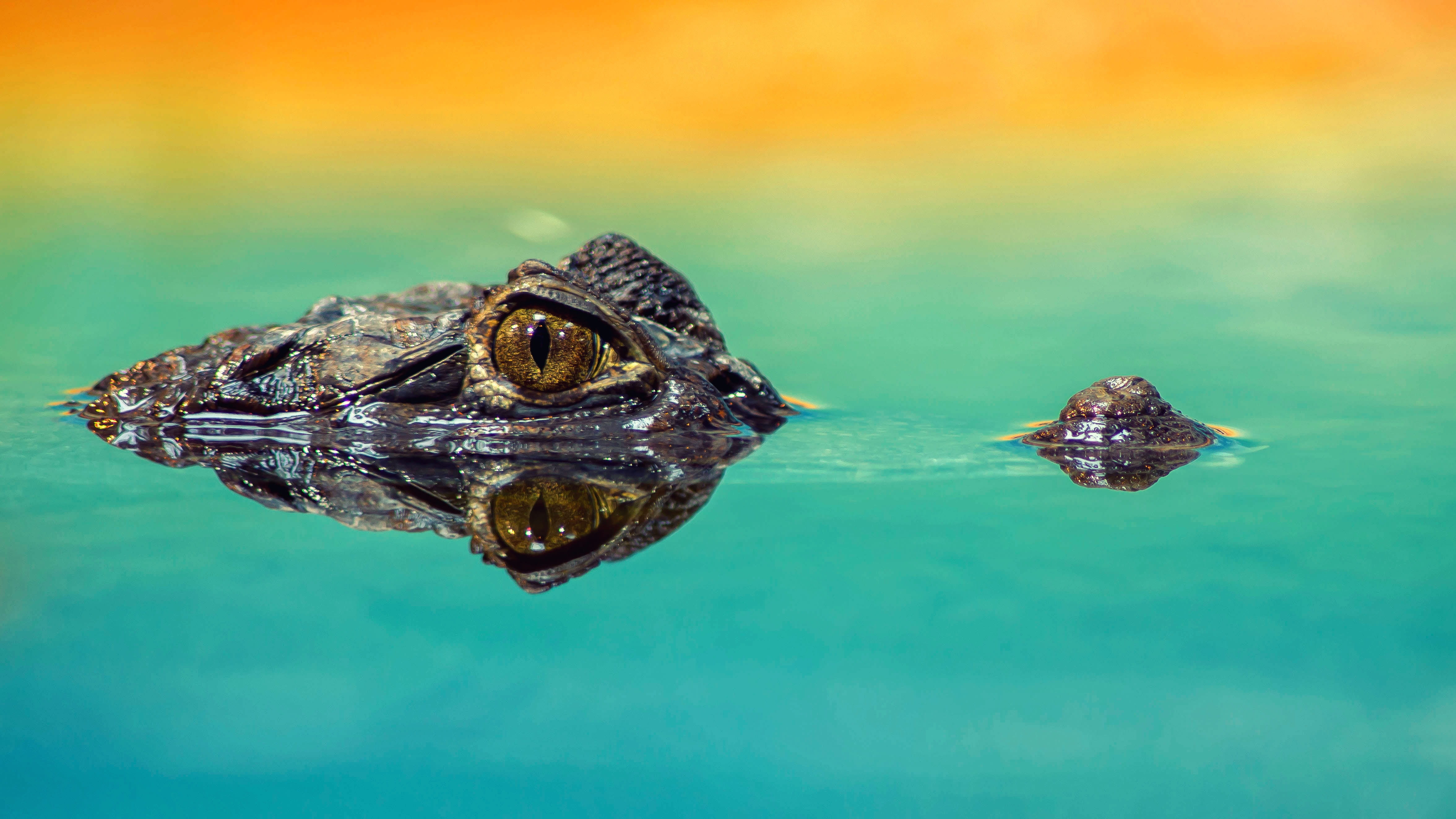 Free download | HD wallpaper: alligator in body of water, crocodile ...