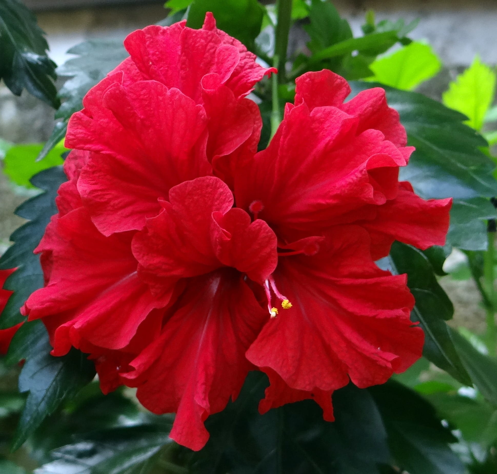 Hibiscus, Double, Flower, China Rose, hibiscus-double, red